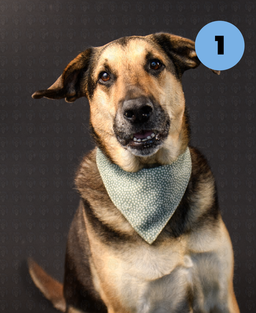 Screenshot 2025-10-23 at 1.41.56 PM copy.png