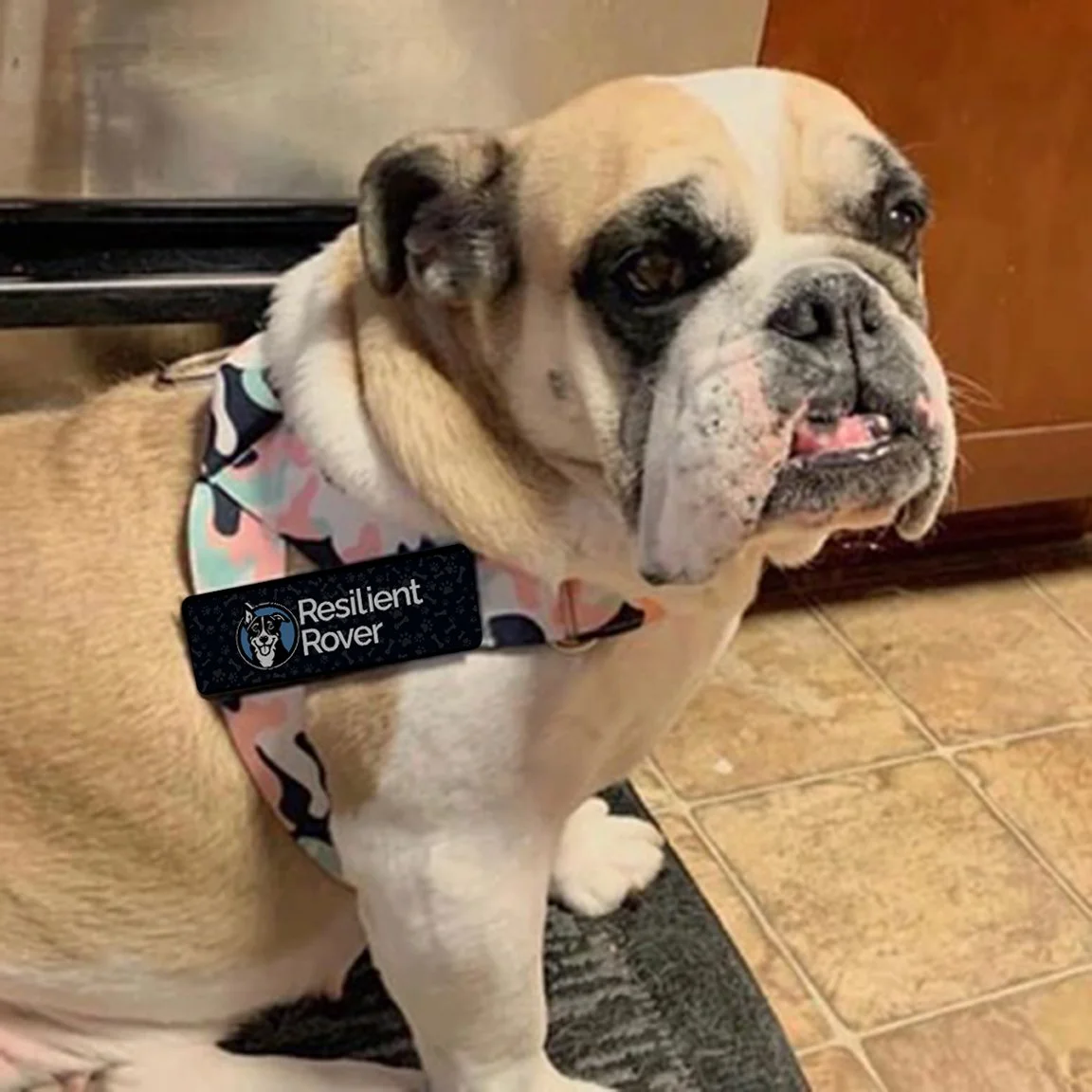 Customizable One-Clip Harness from Bullhug (They're Not Just for Bulldogs)