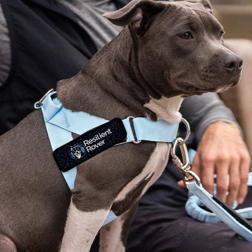 Solid Color Customizable Harness from Dog Friendly Co.