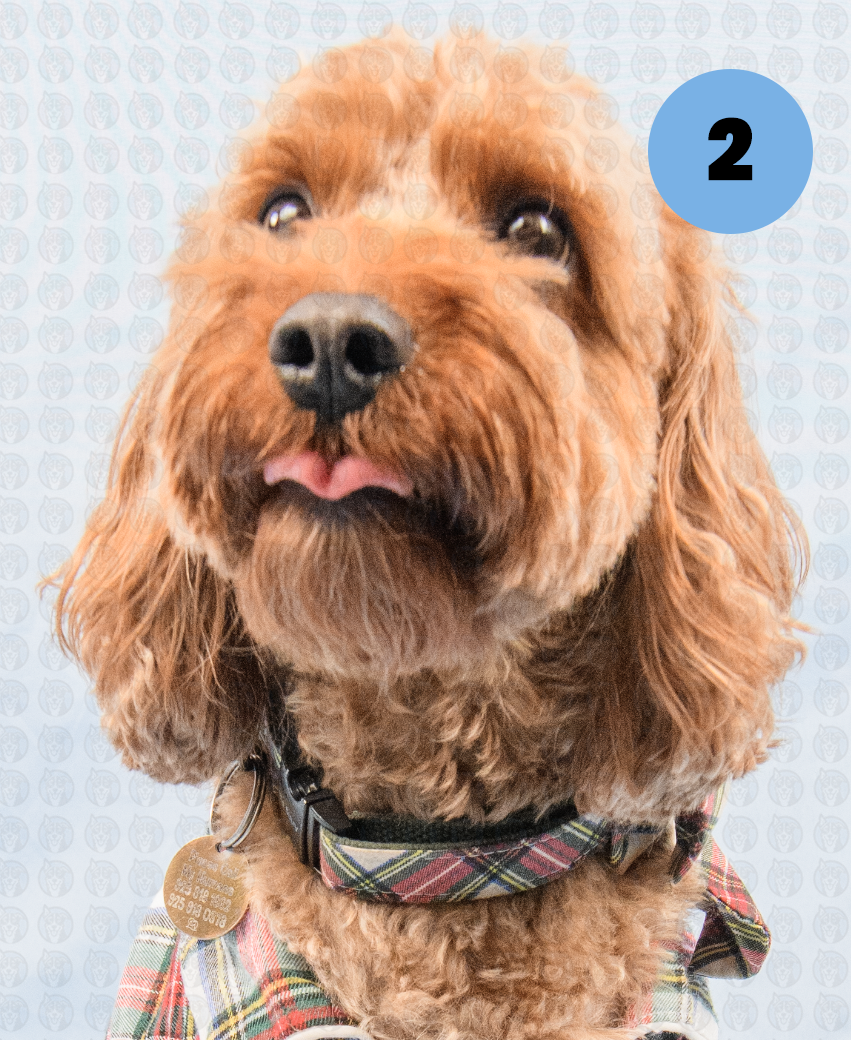 Screenshot 2025-12-22 at 7.07.25 AM copy.png