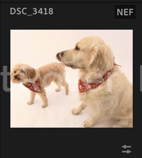 Screenshot 2024-12-18 at 9.17.05 AM.png
