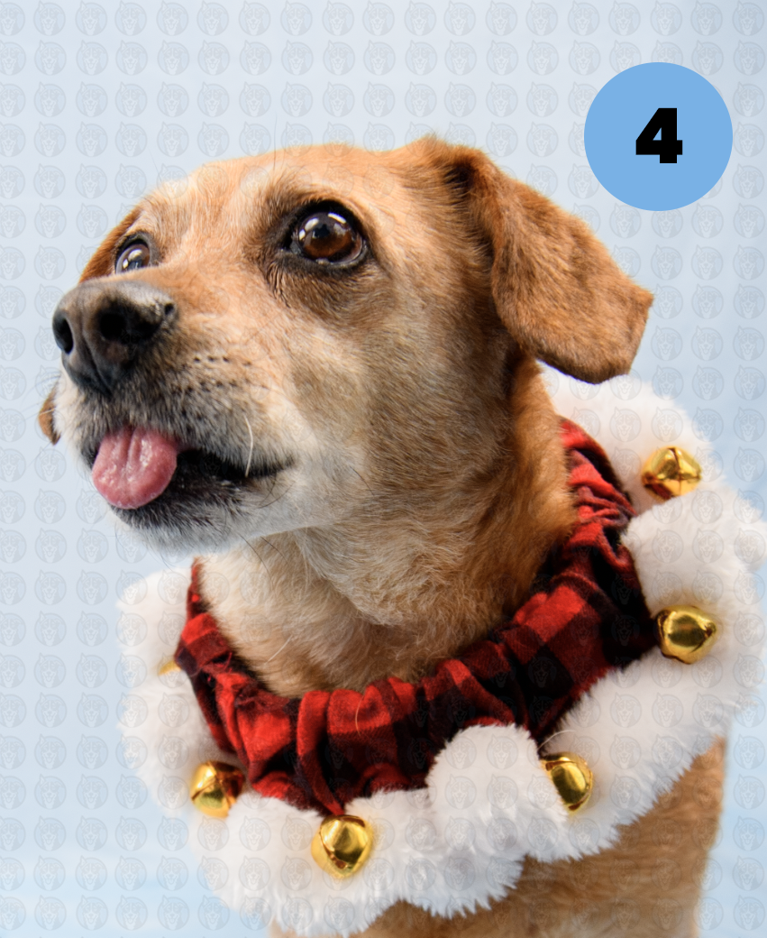 Screenshot 2025-12-16 at 9.49.23 AM copy.png