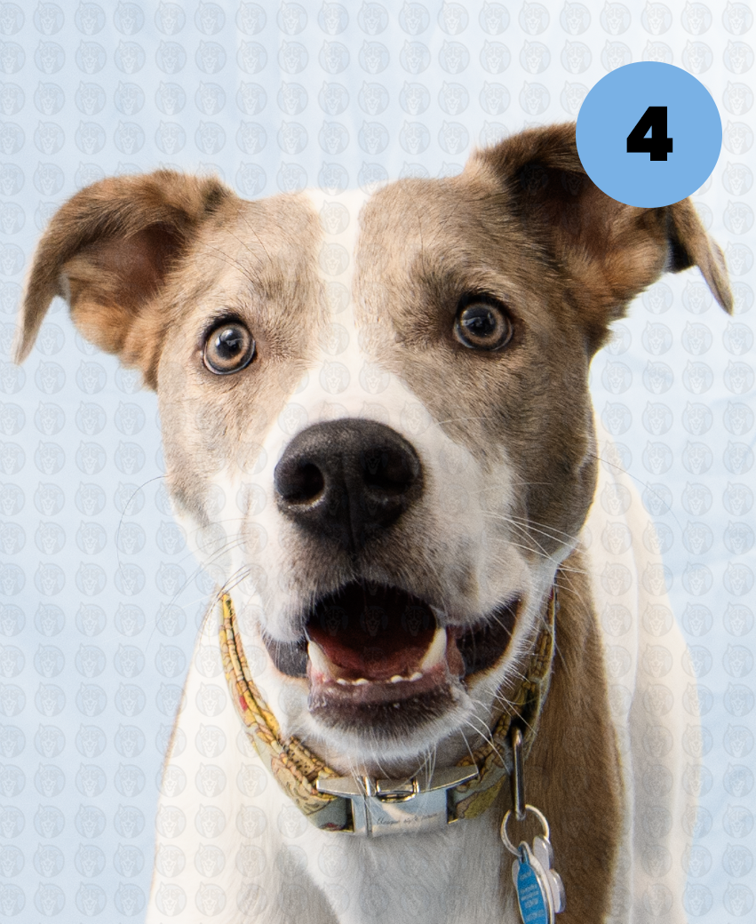 Screenshot 2025-12-16 at 9.44.57 AM copy.png