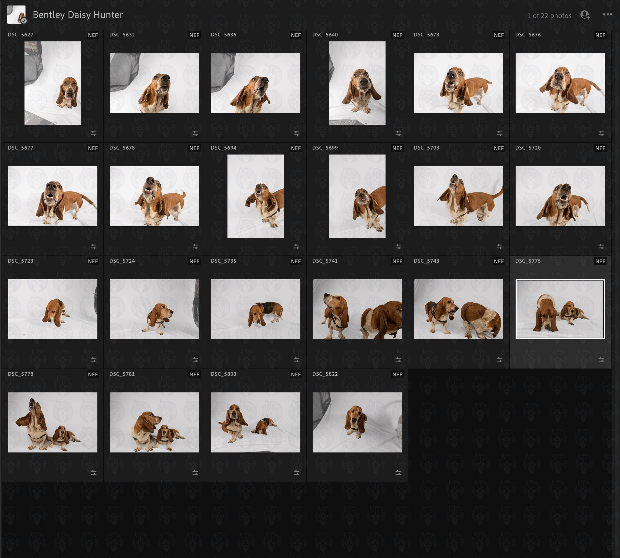 Bentley Daisy Grid.jpg