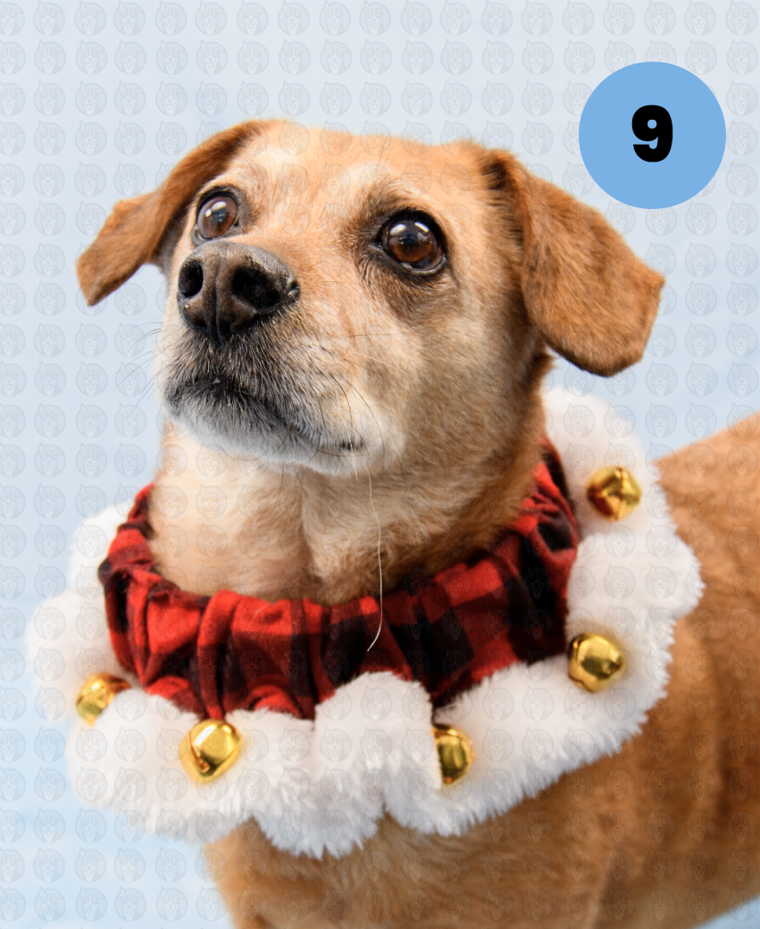 Screenshot 2025-12-16 at 9.49.56 AM copy.png