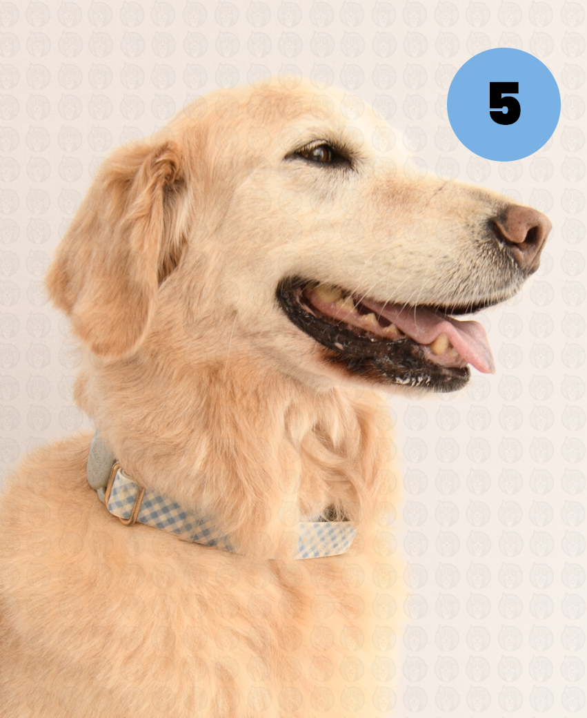 Screenshot 2025-09-30 at 9.17.11 AM copy.png