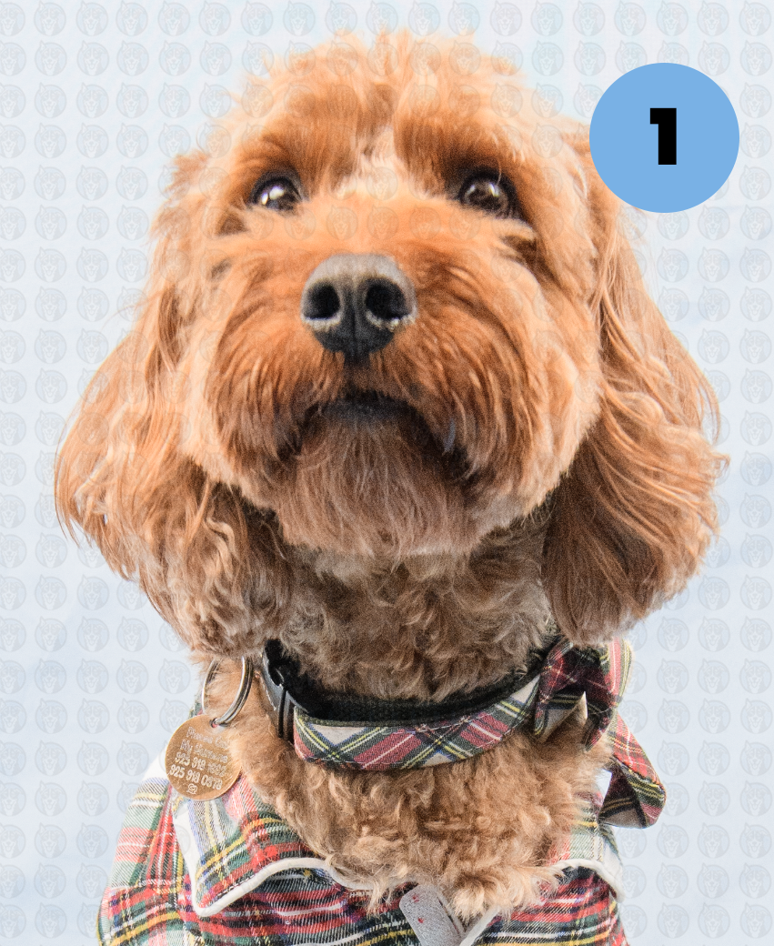 Screenshot 2025-12-22 at 7.07.17 AM copy.png