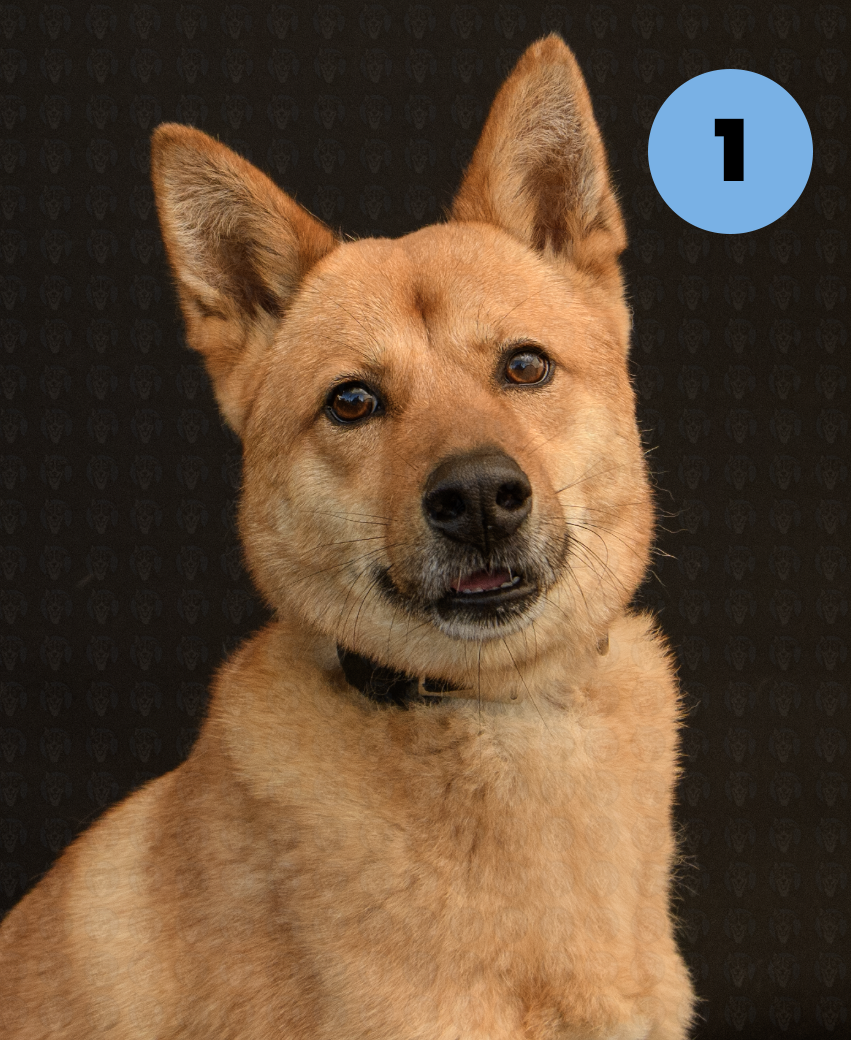 Screenshot 2025-10-24 at 1.14.19 PM copy.png