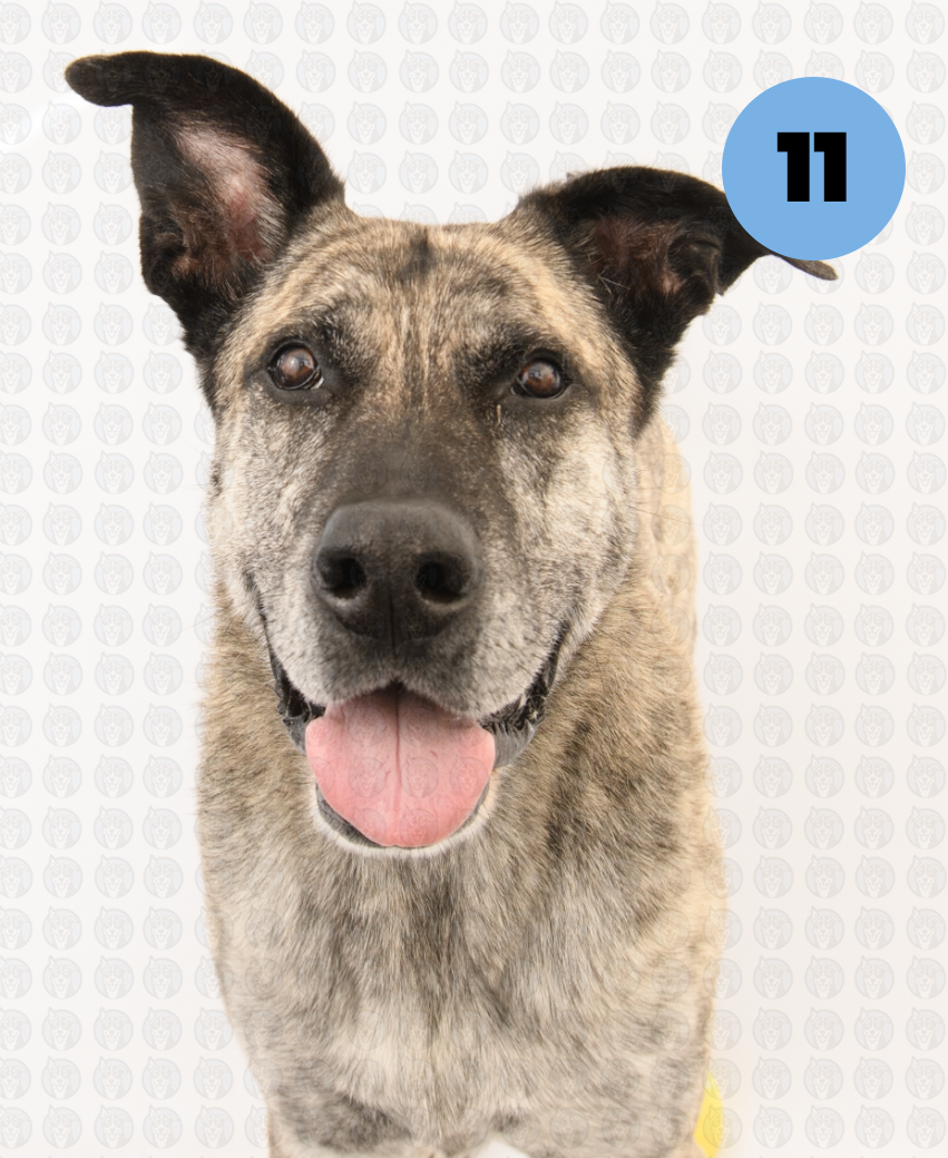 Photographer's Selects of Koda Silva