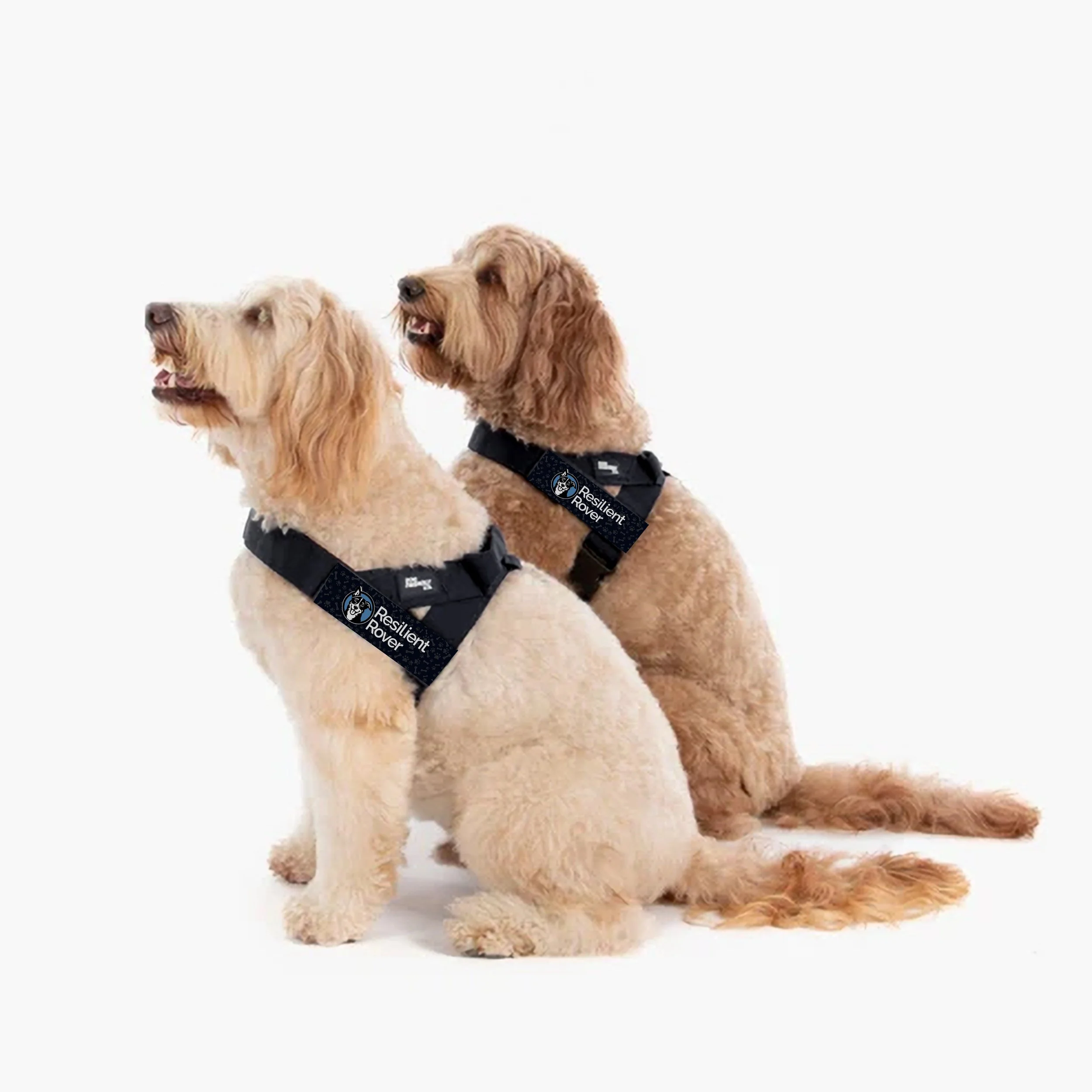 Harness In Situ 2 Dogs.jpg