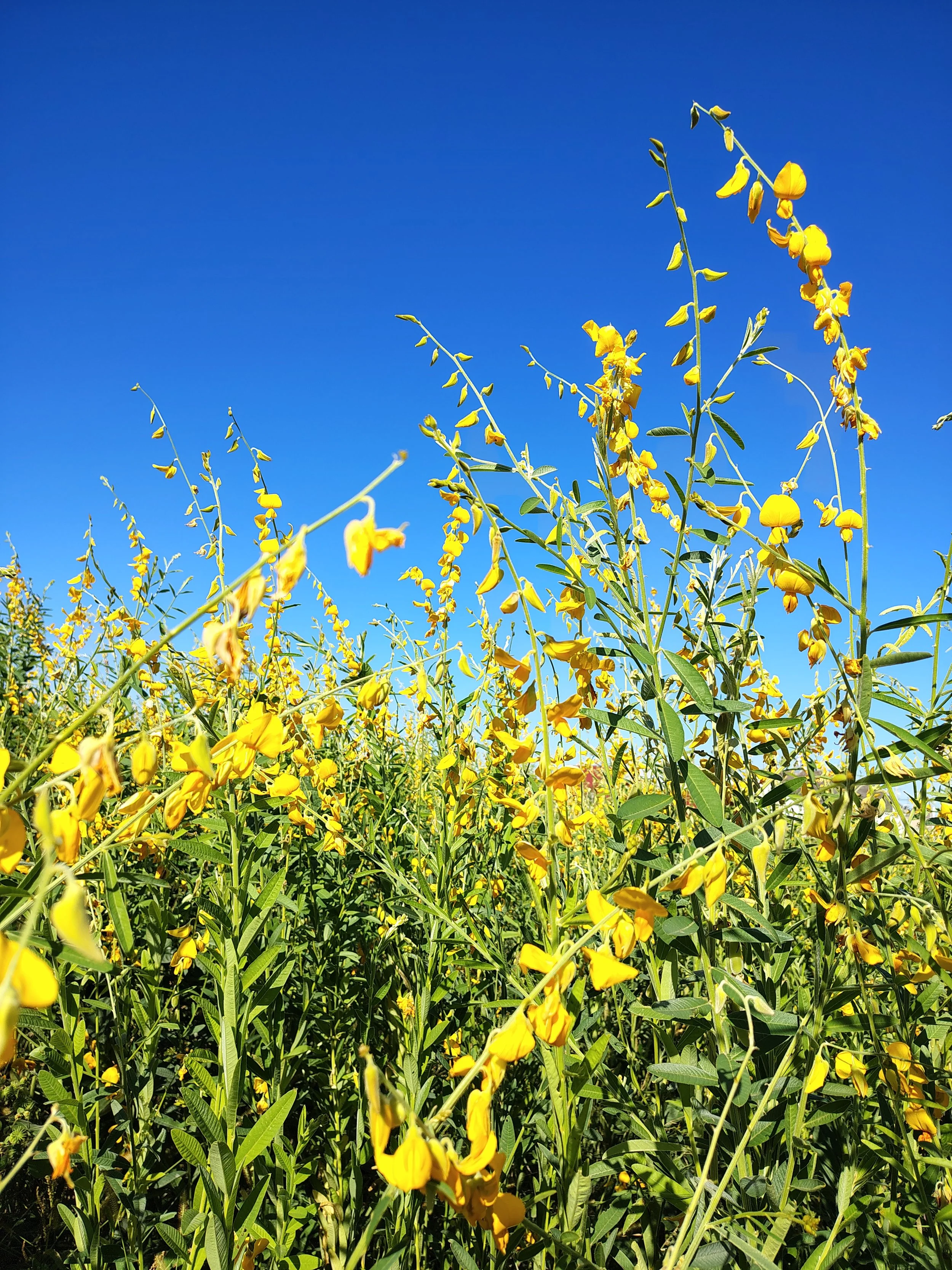 Sunn Hemp Cover Crop for Thistle Reduction