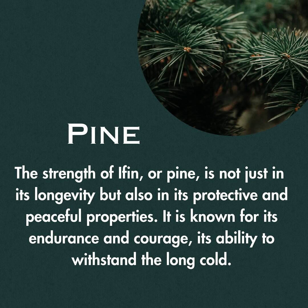 Pine is a protective plant that will guide us through this last gasp of winter. Its evergreen branches stand tall, symbolizing resilience and strength amidst the cold. Embrace the power of pine and let its steadfast presence inspire you to weather an