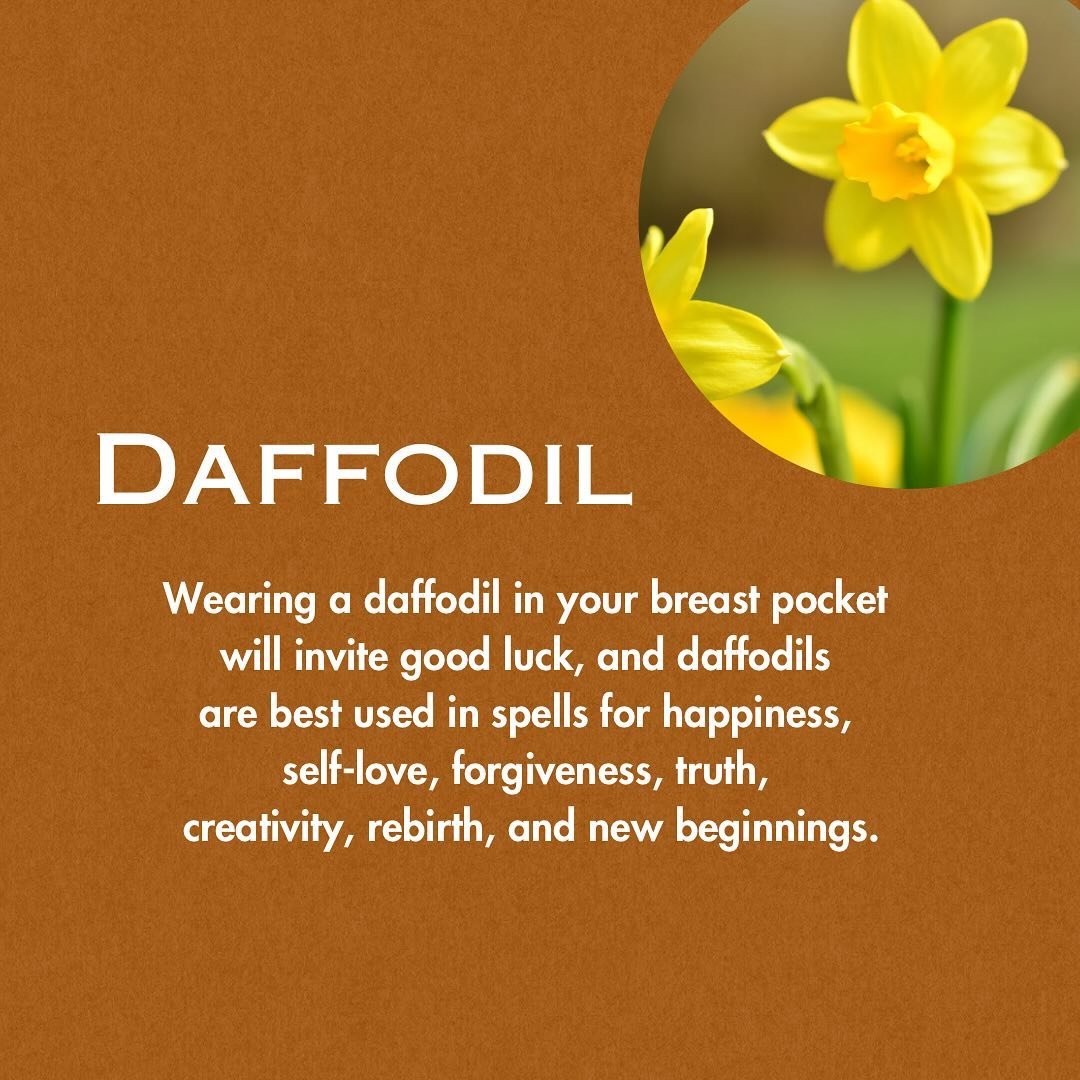 Wordsworth described daffodils as &ldquo;jocund company,&rdquo; and so they are&mdash;buttery yellow sprites that herald the coming sunshine.Whenever you, like Wordsworth, are feeling &ldquo;lonely as a cloud,&rdquo; turn to the daffodil. Its friendl