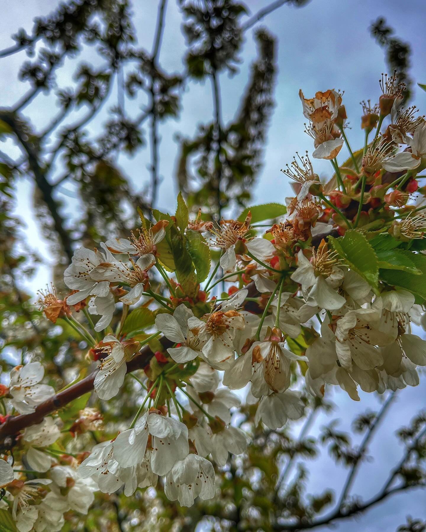 Visited a friends&rsquo; sacred grove today; walked beneath the cragged branches of apple trees, their blossoms just bursting open. Said hello to the mosses that dwell in them. To the future apples and glasses of cider and piping hot tarts that they 