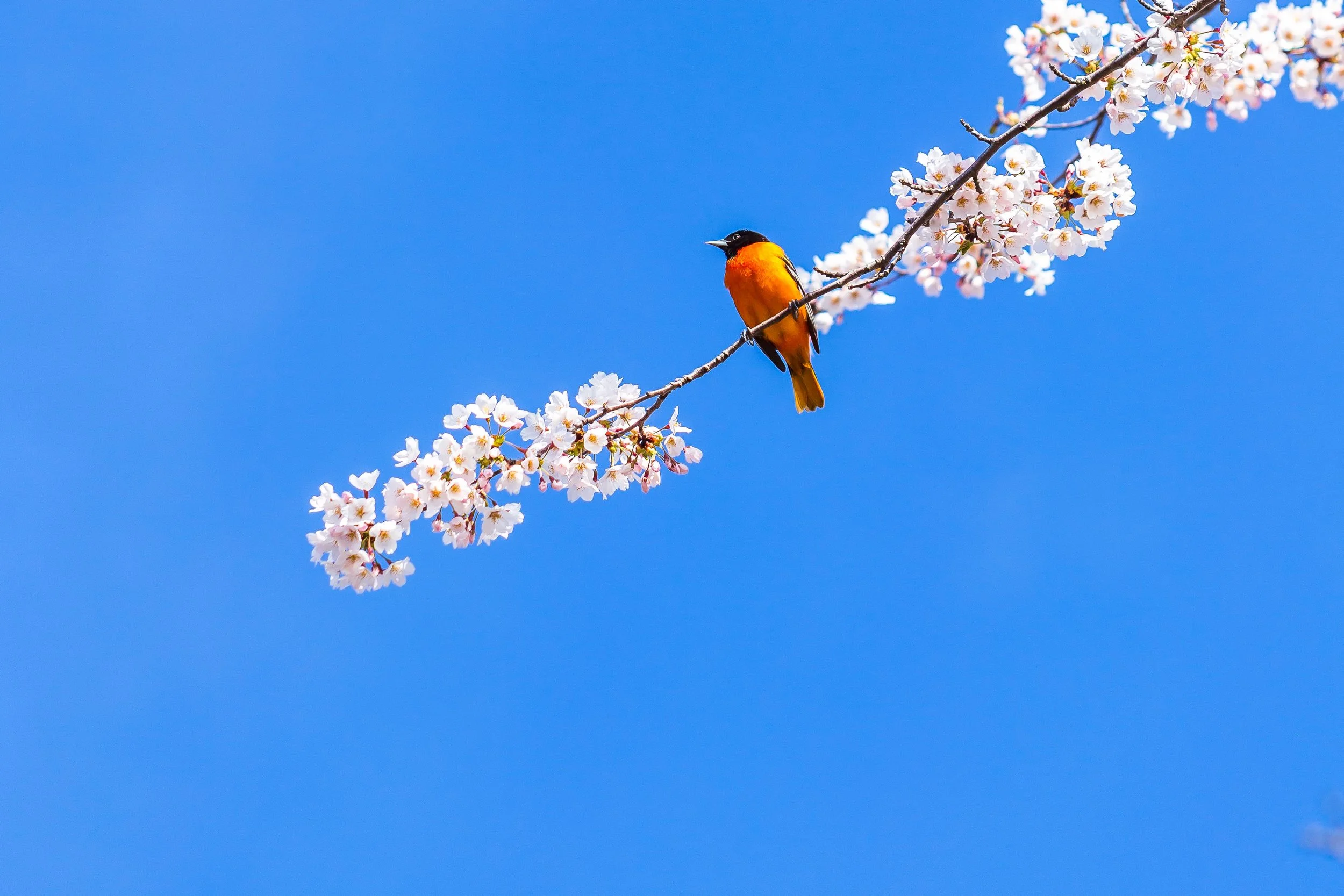Baltimore Oriole bird perched among white spring blossoms against an open blue sky in Toronto, Canada.