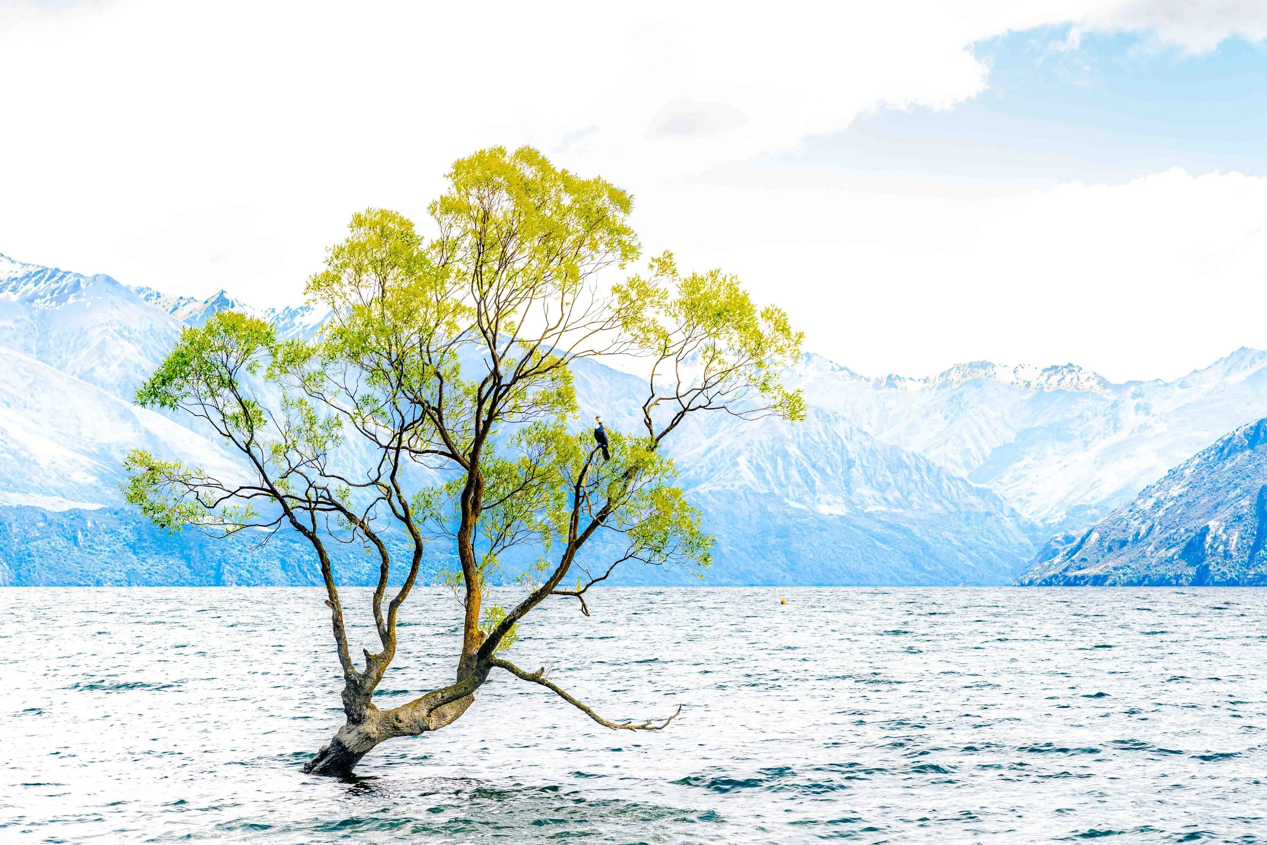 Solitary willow tree standing in Lake Wanaka with mountains rising across the water in New Zealand