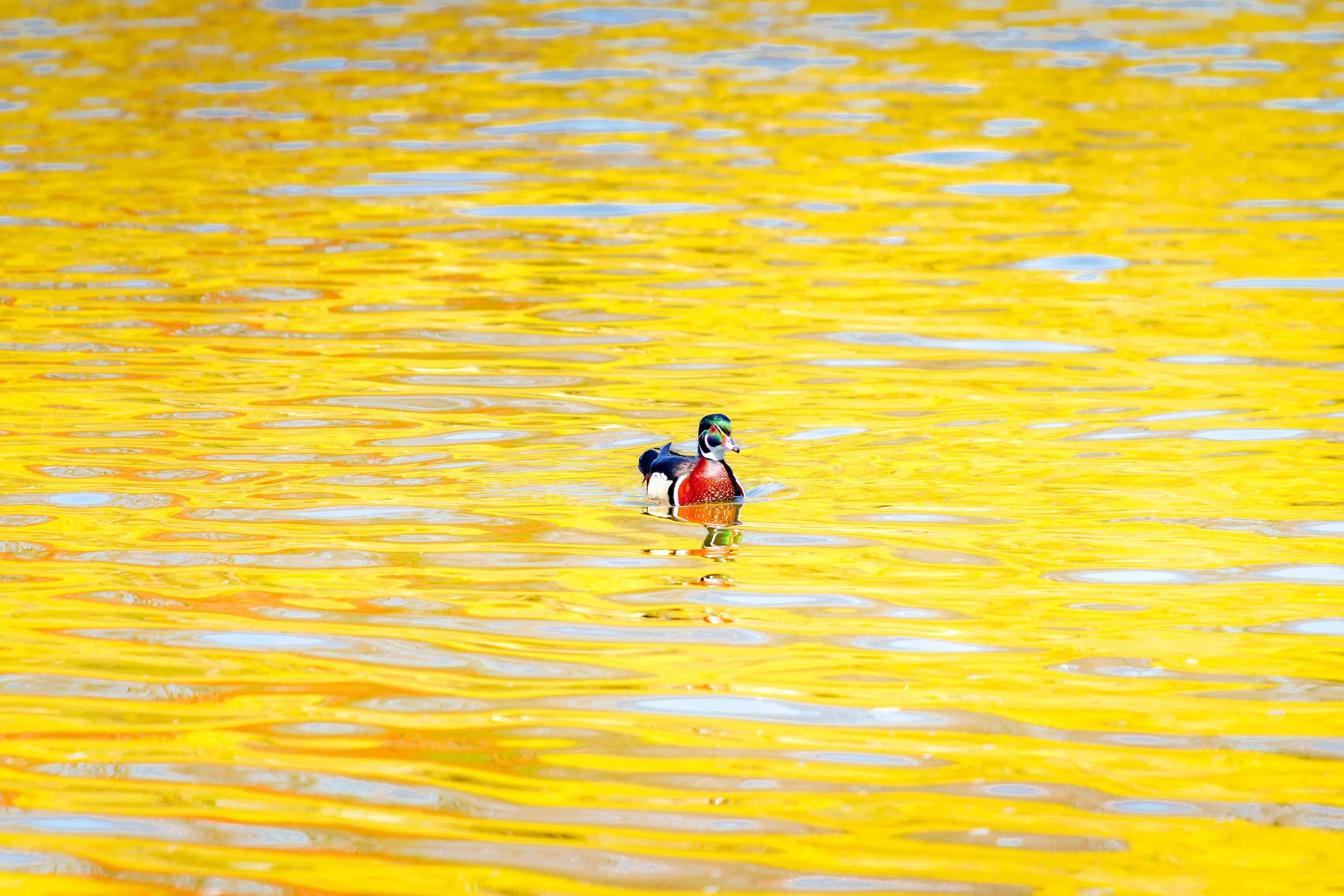 Solitary wood duck floating across golden reflected water in Toronto, Canada
