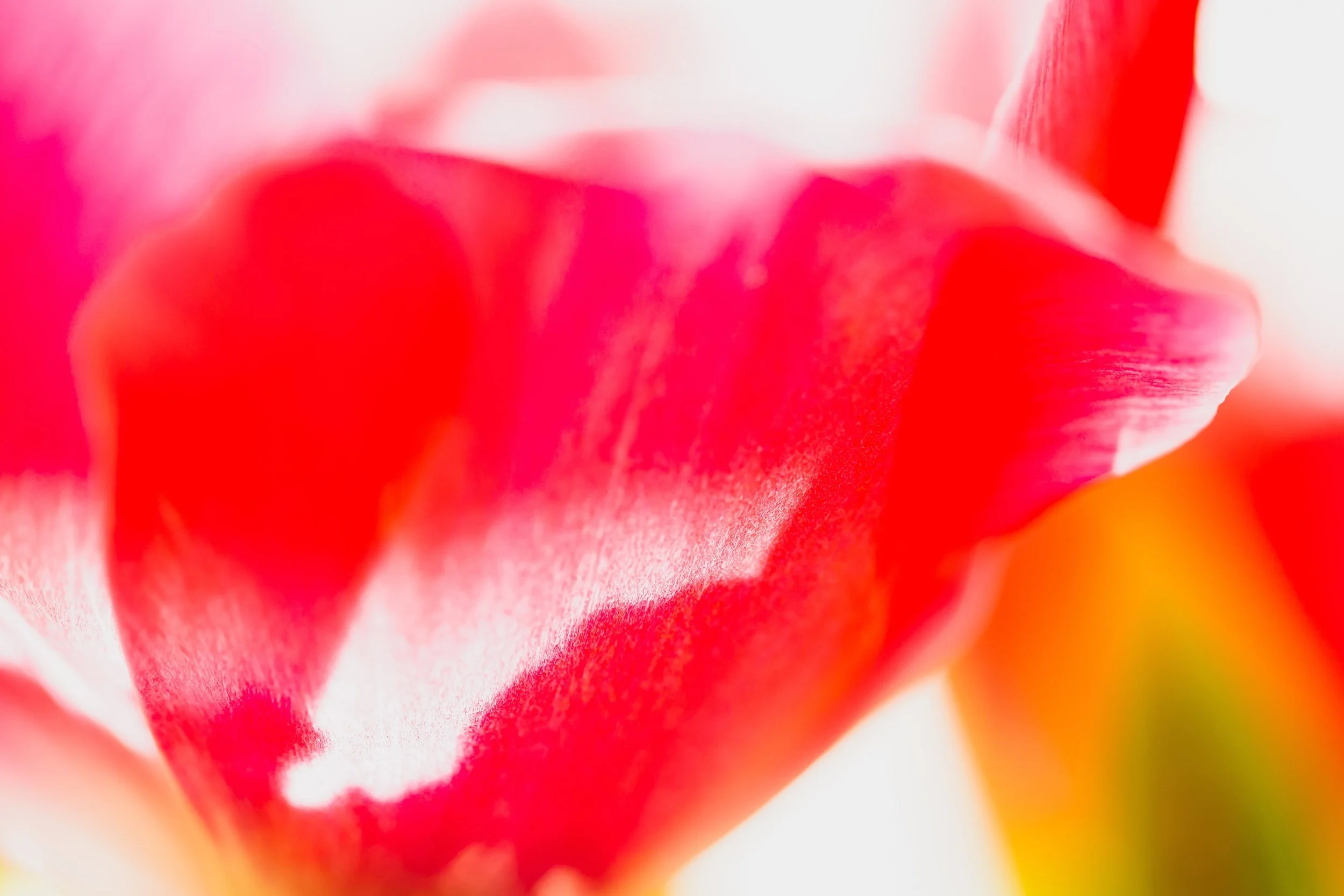 Abstract close-up floral photograph in vivid red and pink with soft sweeping petals, photographed in Toronto, Canada.