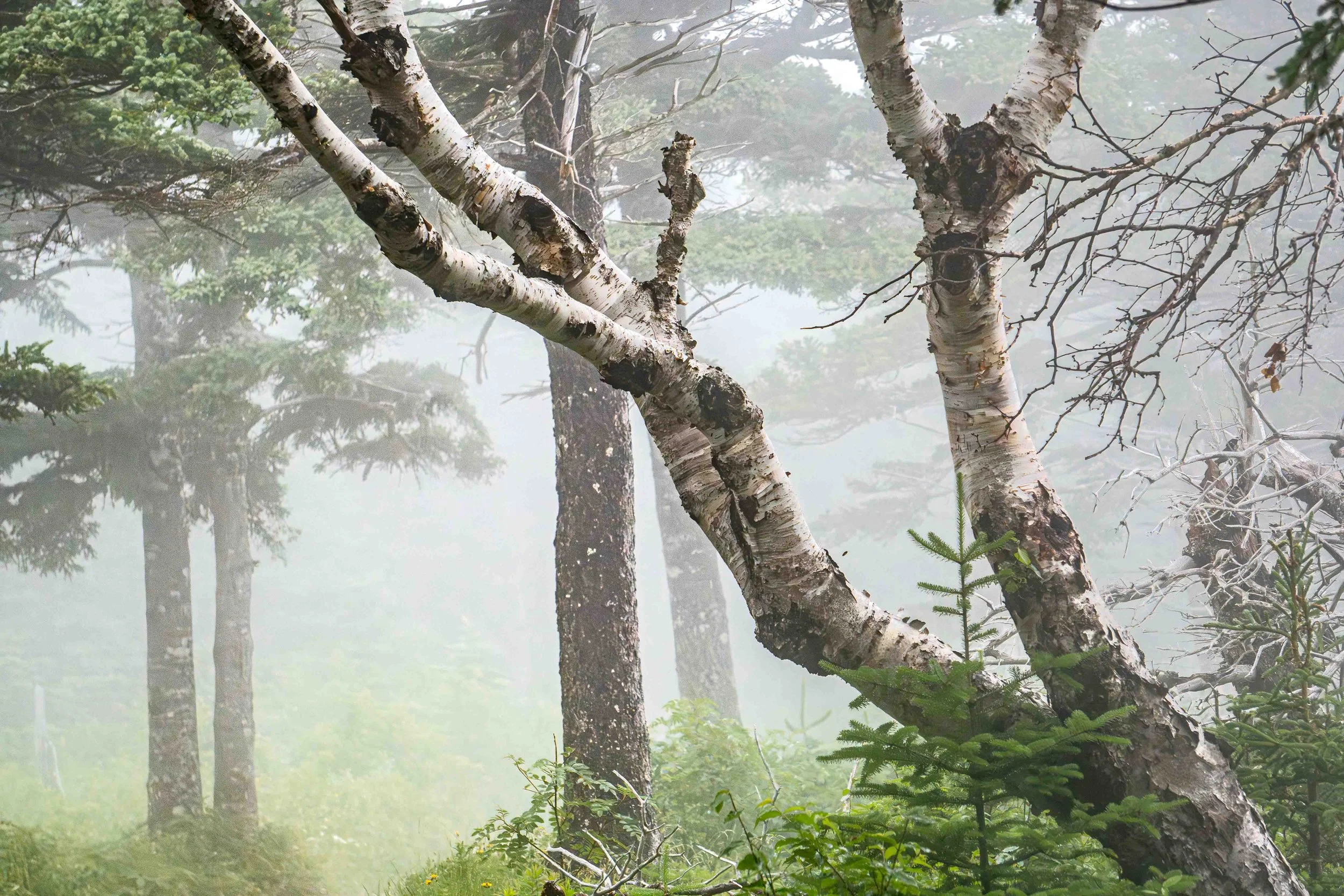 Mature birch and evergreen trees emerging through soft mist in a forest in Cape Breton, Canada.