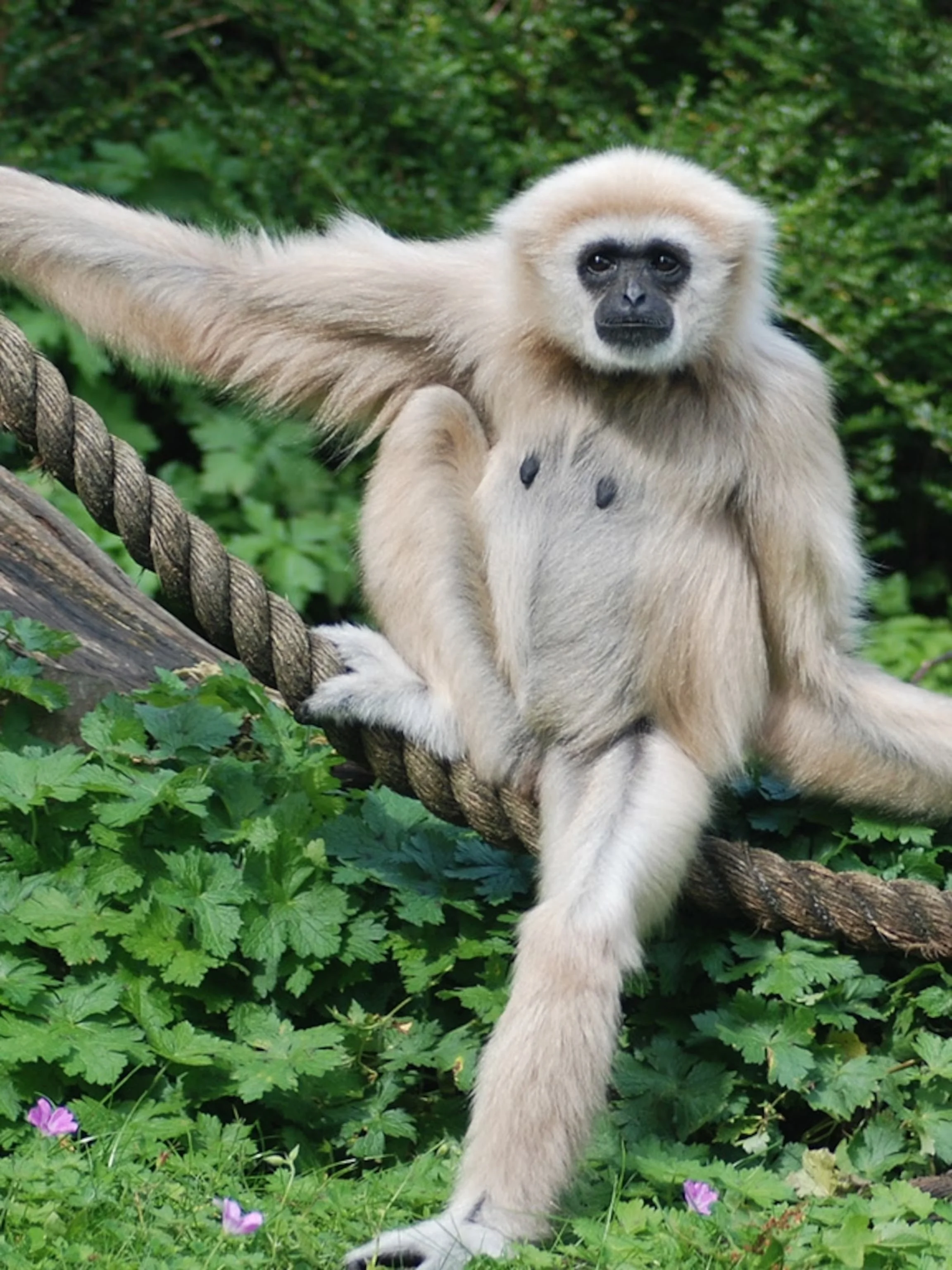 White-handed gibbon sitting on a rope in a lush green environment.