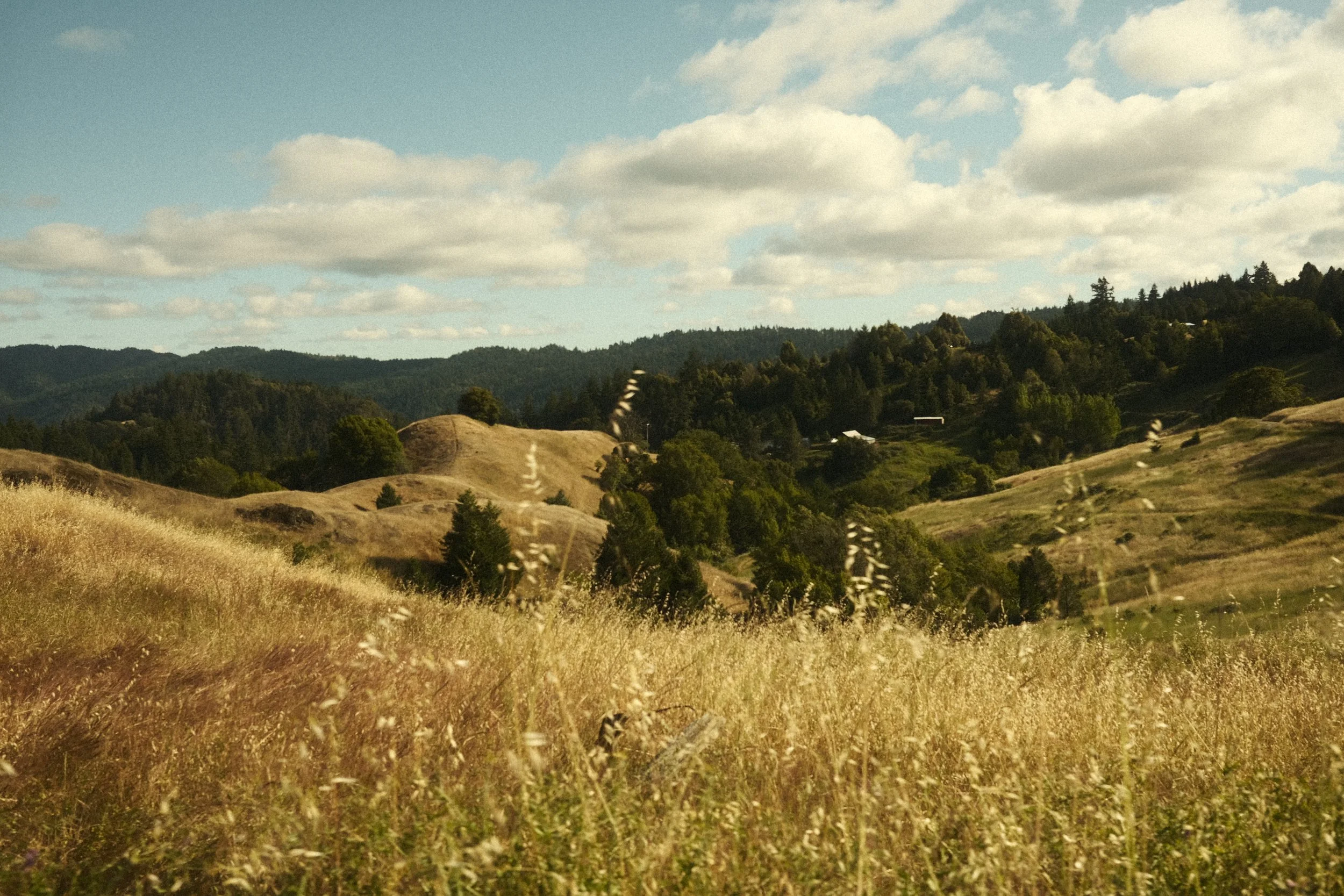 Scenic view of rolling hills covered in grasses and some trees, with a mountainous forested background and partly cloudy sky.