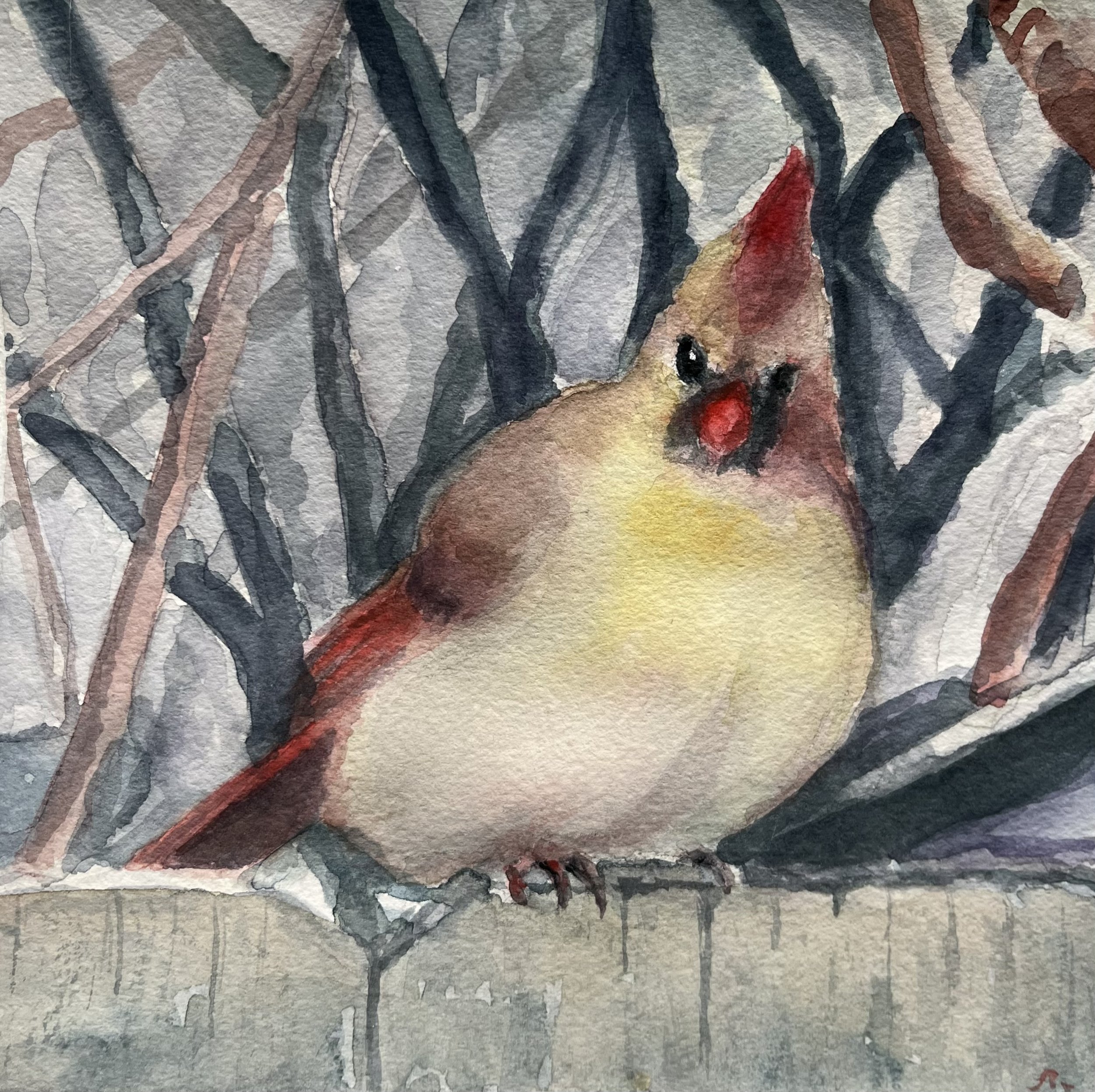 Winter Cardinal