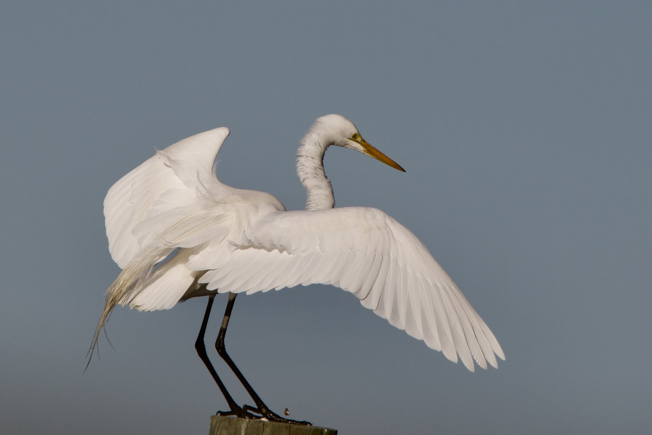 Great White Heron