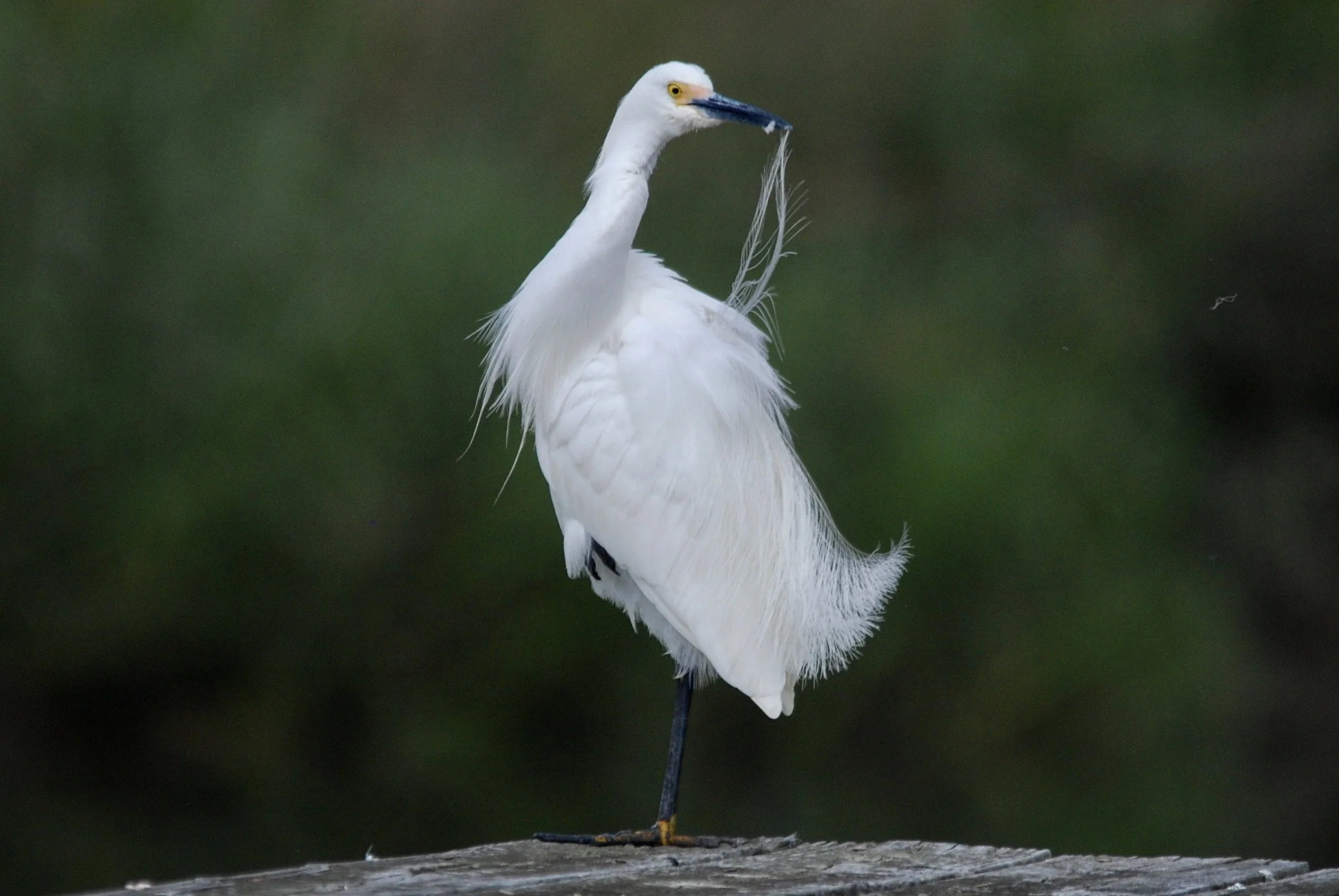 Snowy Egret