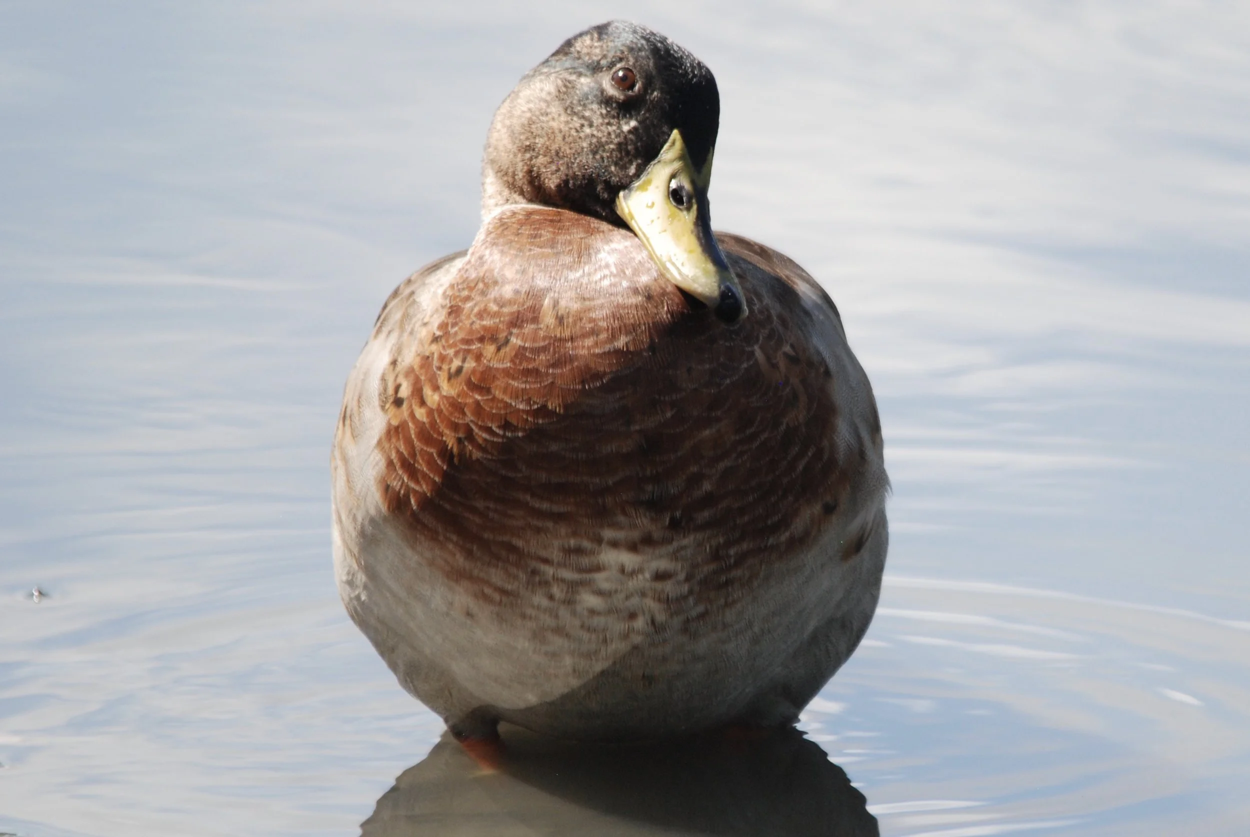 Mallard Duck