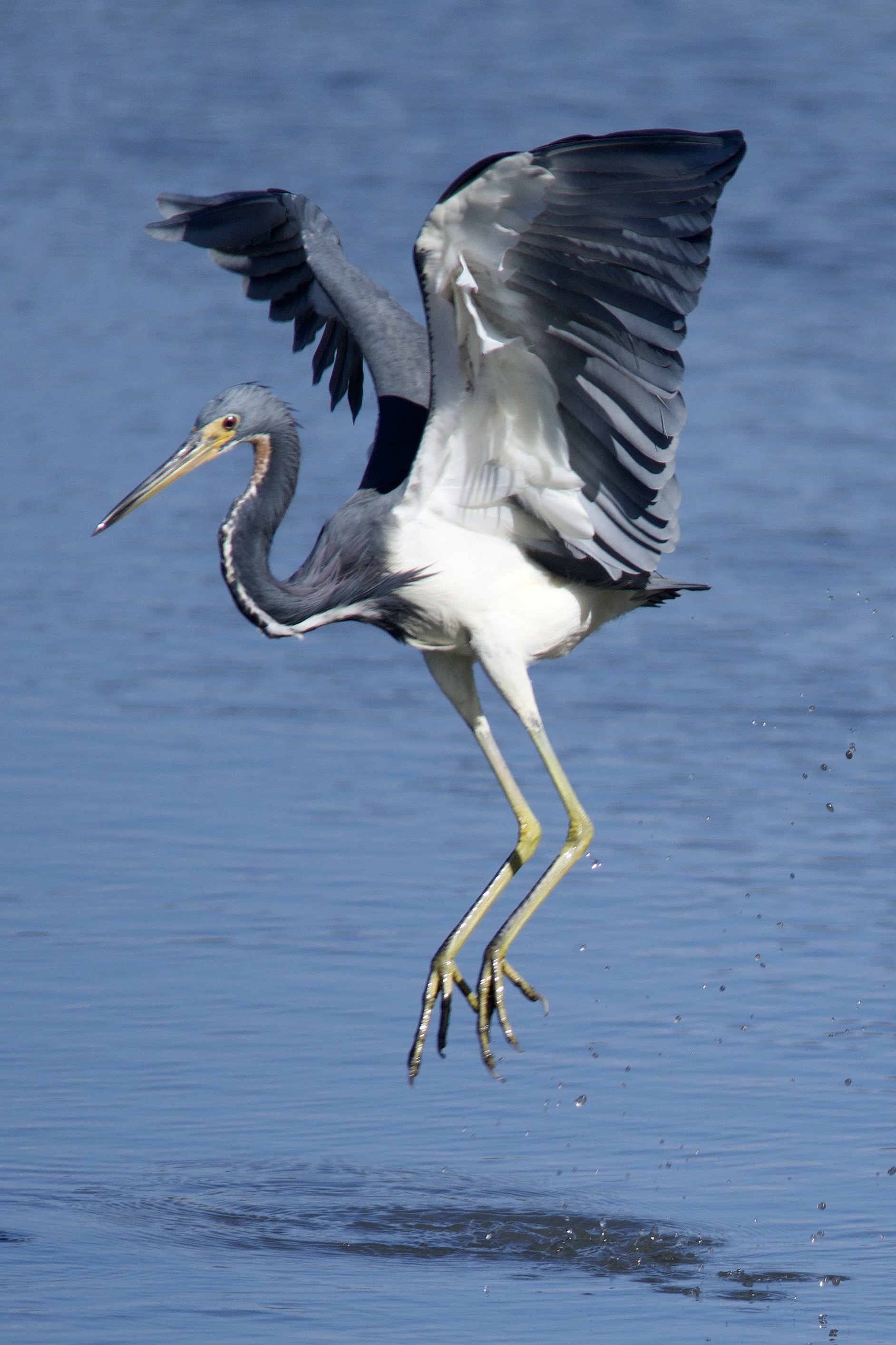 Tri-Colored Heron