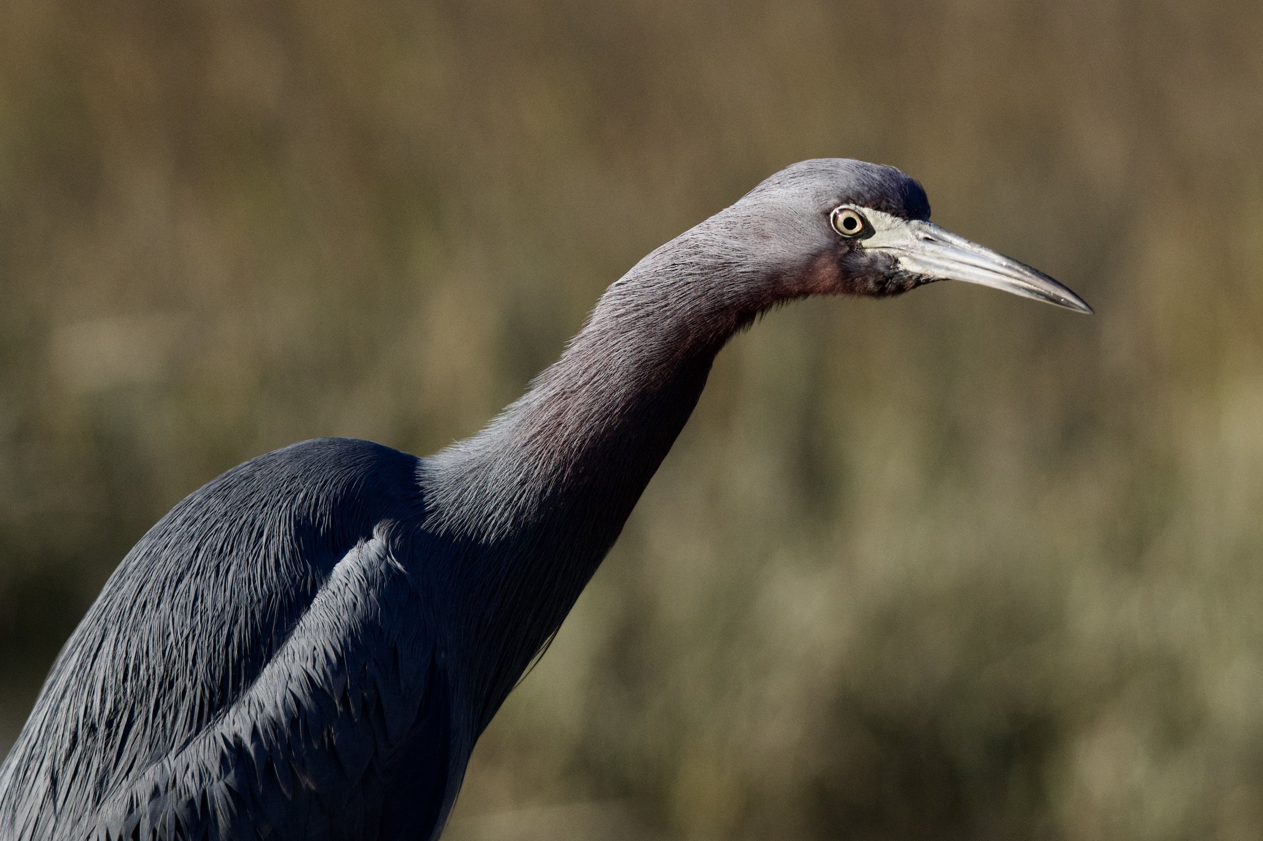 Little Blue Heron