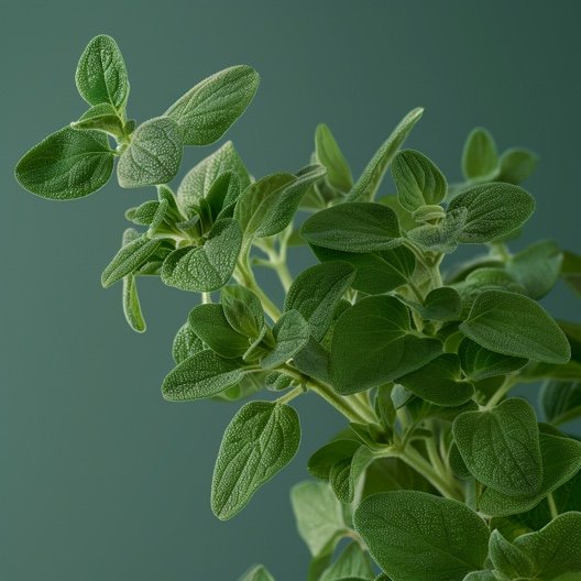Tuore oregano