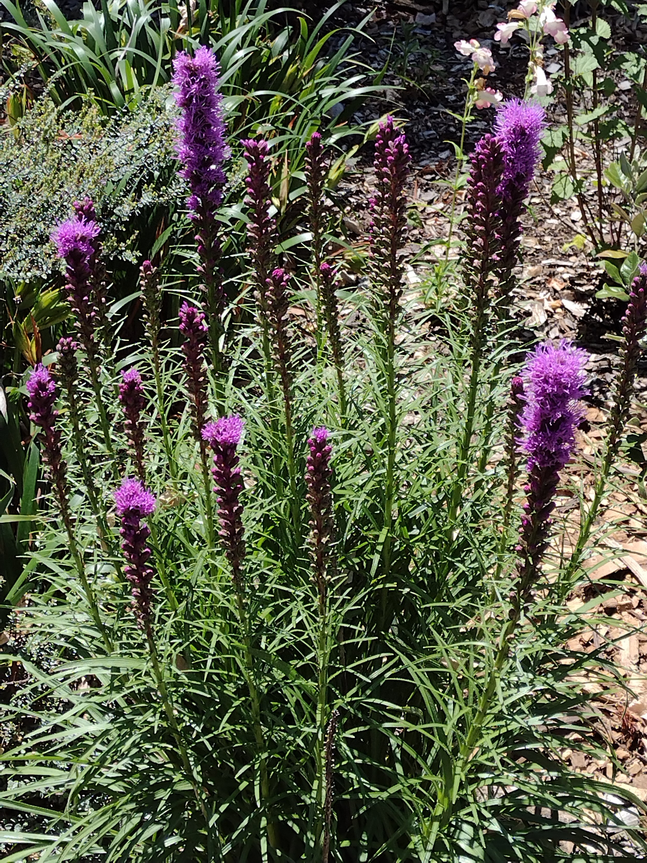 Liatris Spicata