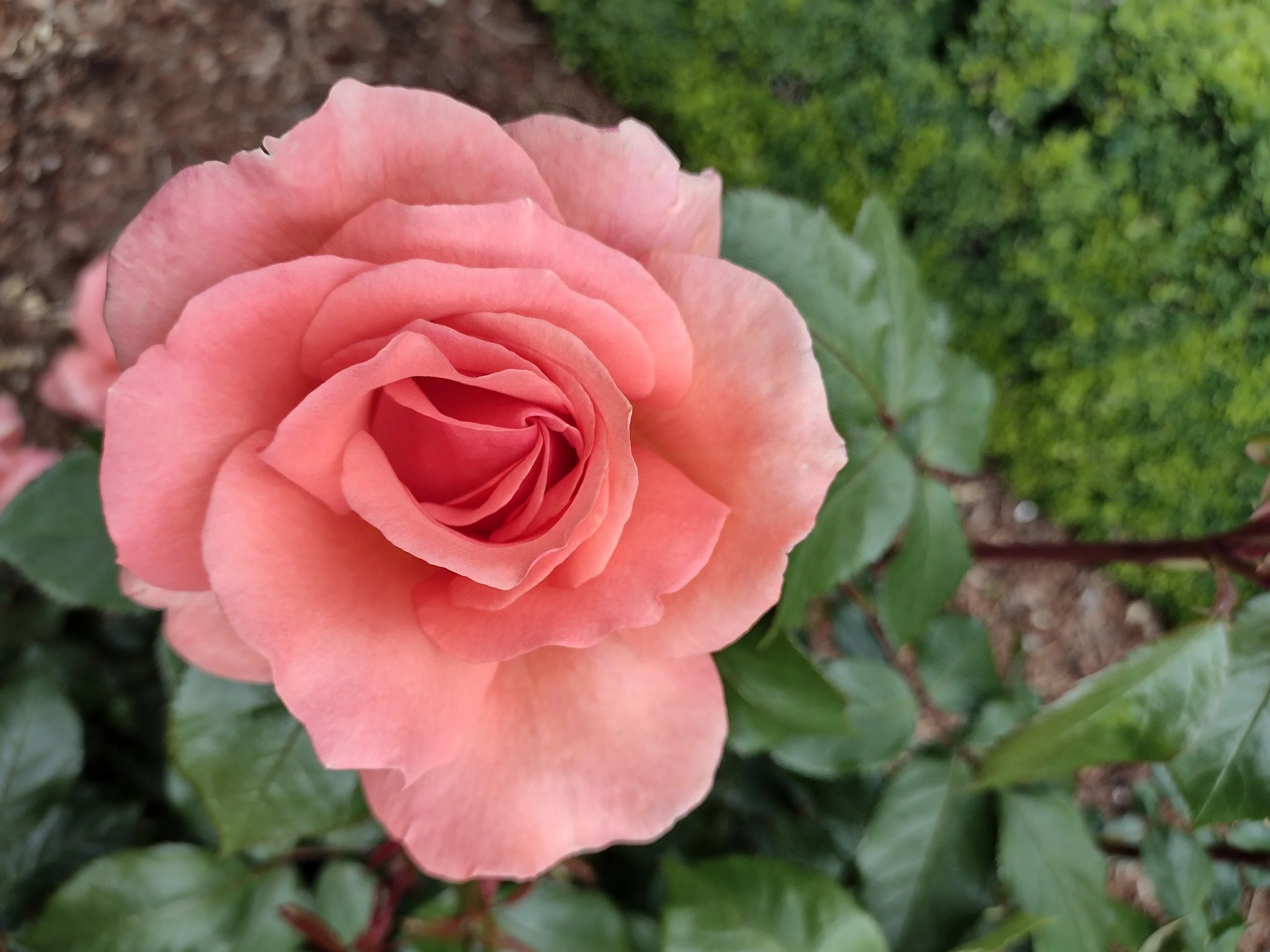 Peninsula Park Community Center Food Market: Volunteer w/Urban Gleaners