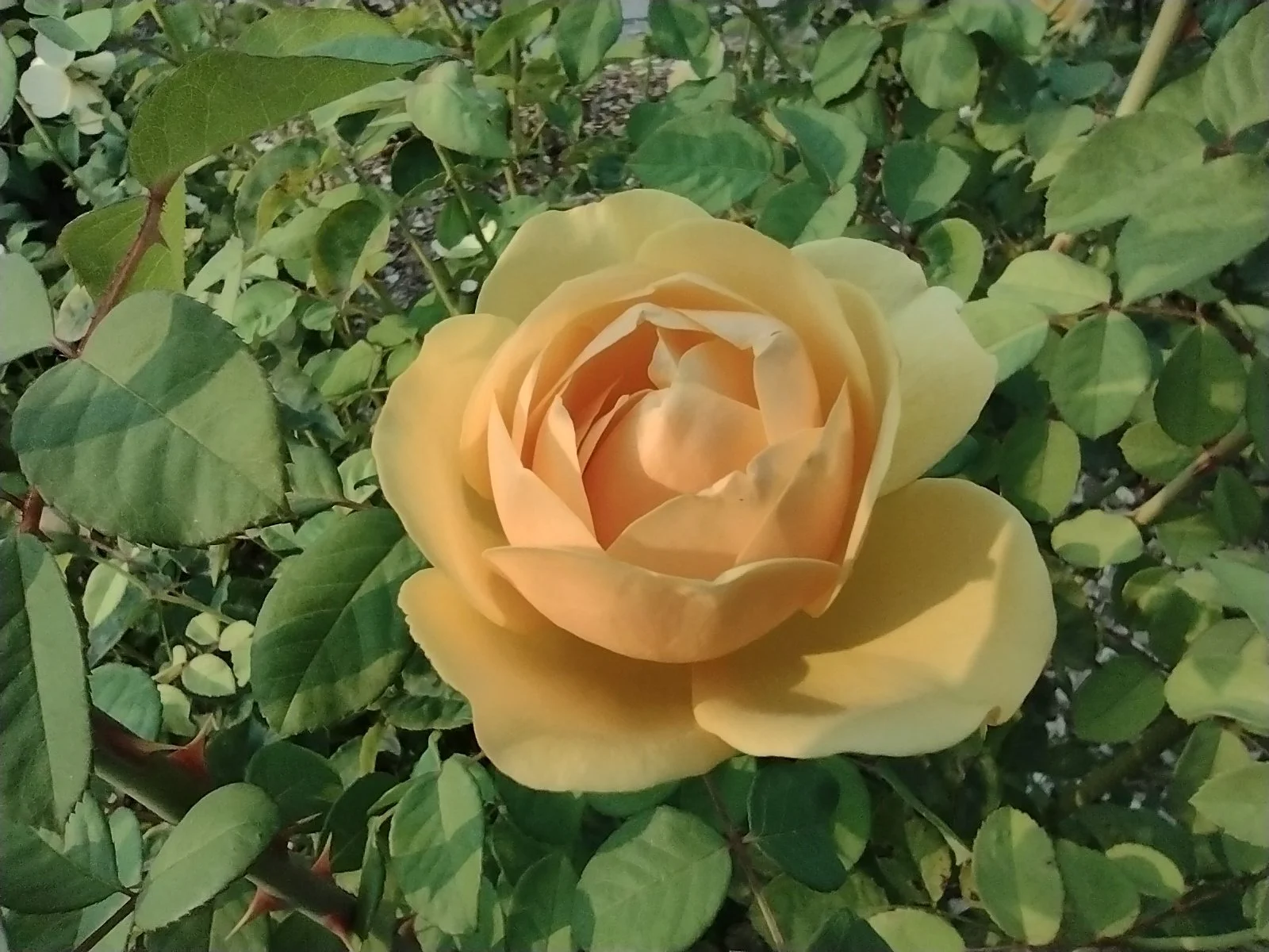 Peninsula Park Community Center Food Market: Volunteer w/Urban Gleaners