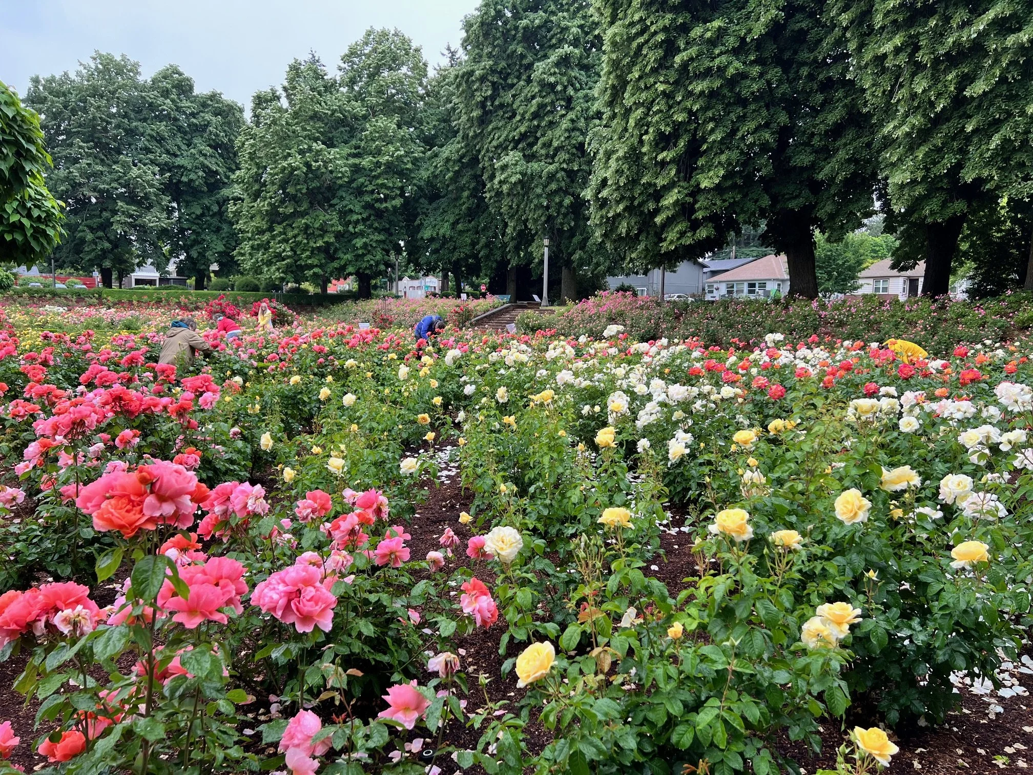 Deadheading, Fridays 