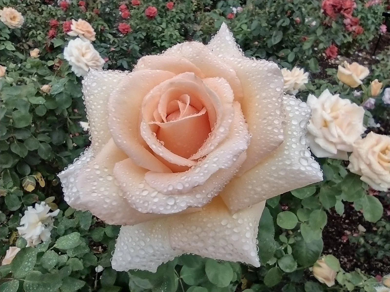 Deadheading, Fridays