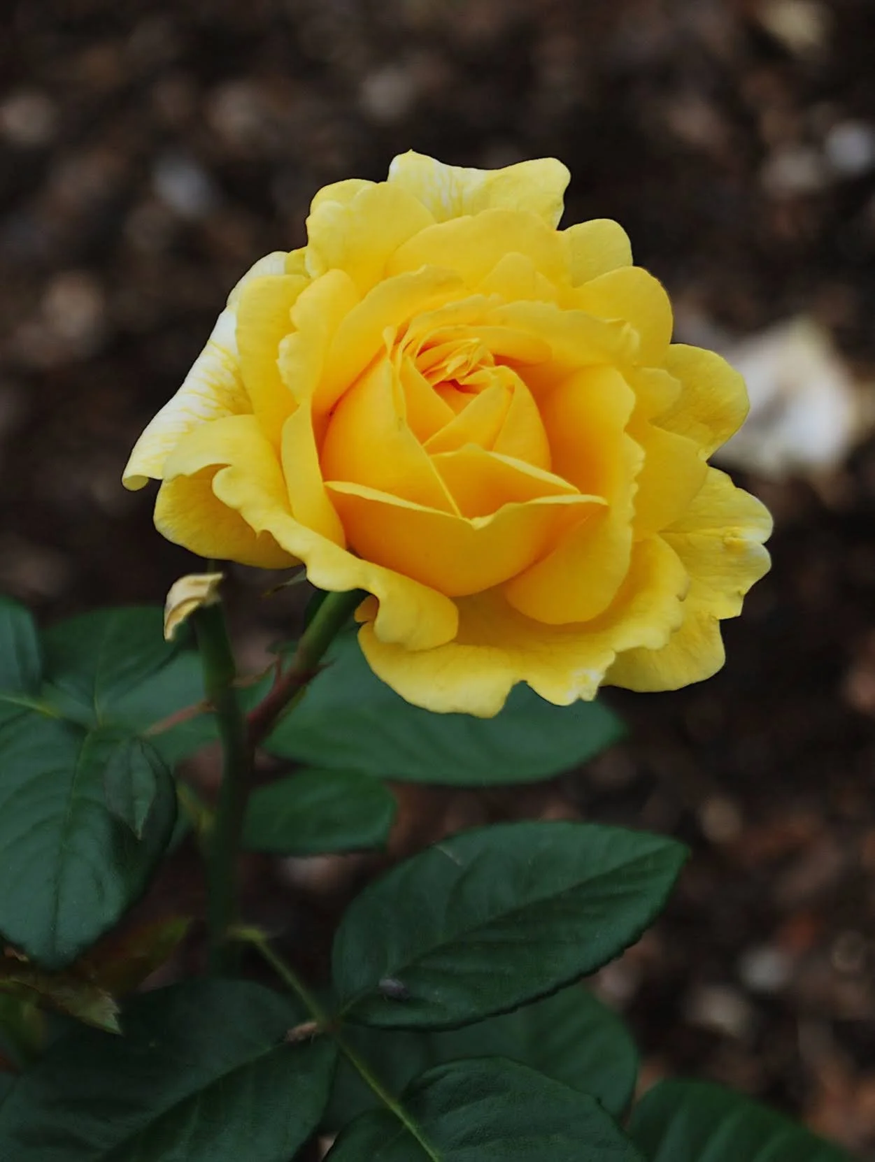 Deadheading, Fridays 