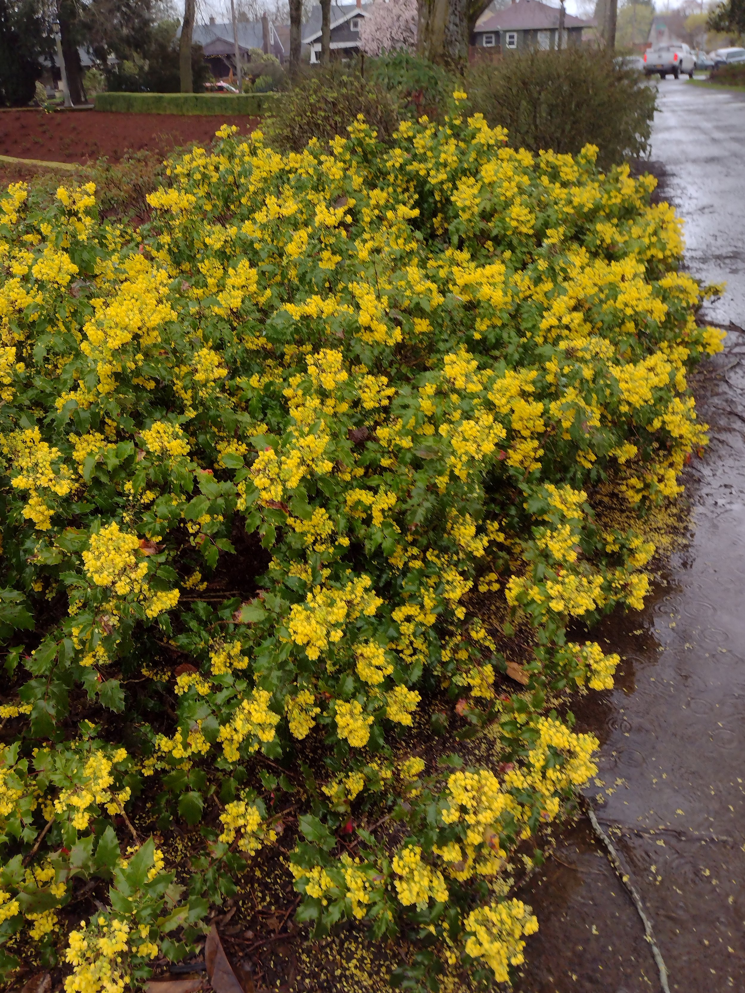 Mahonia Aquifolium