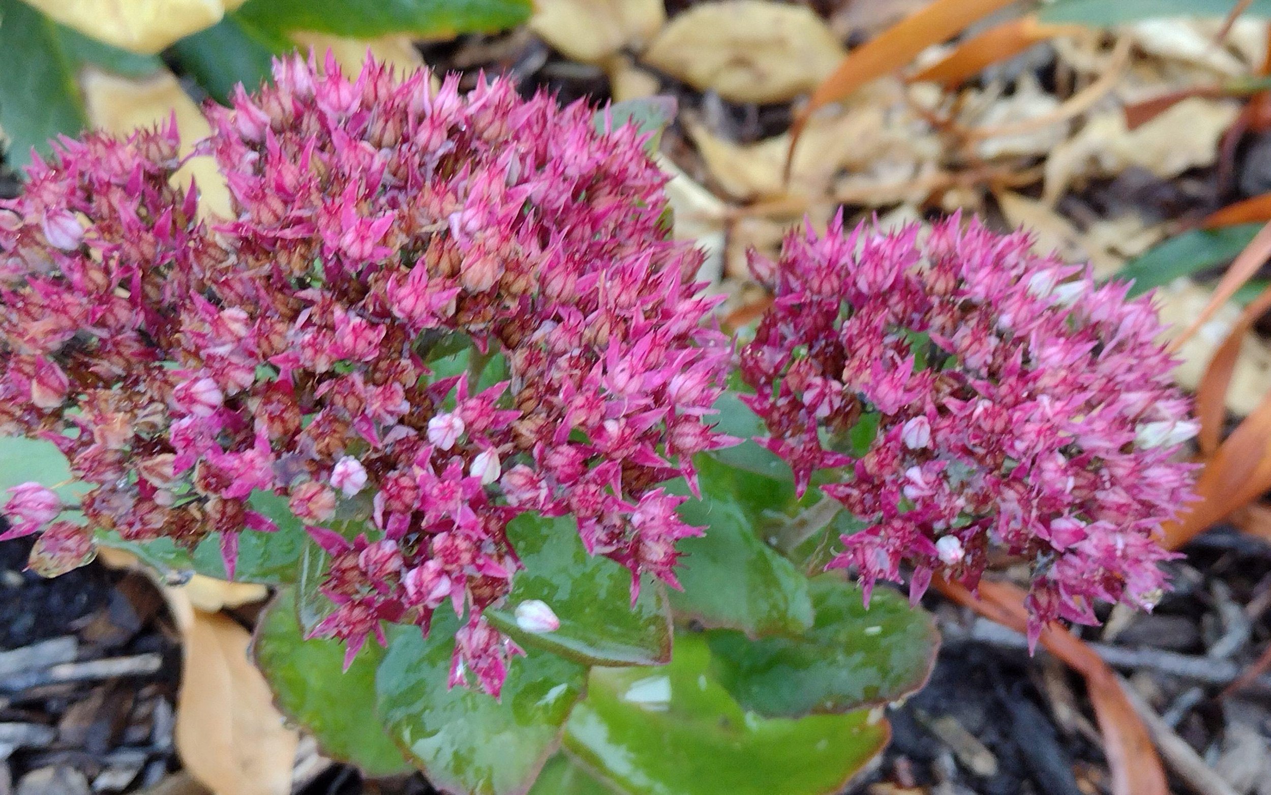 Sedum "Hot Stuff"
