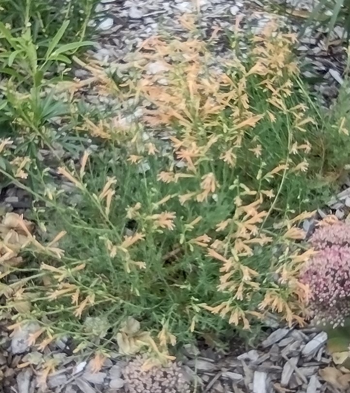 Penstemon "Sunset Glow"