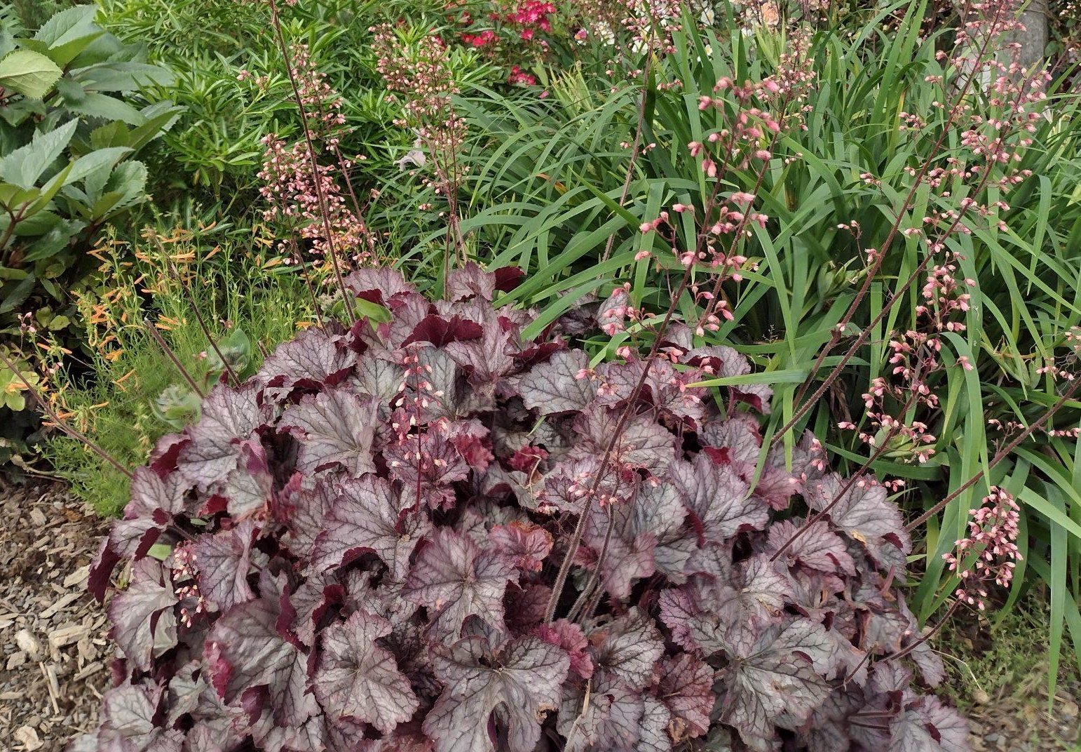 Heuchera