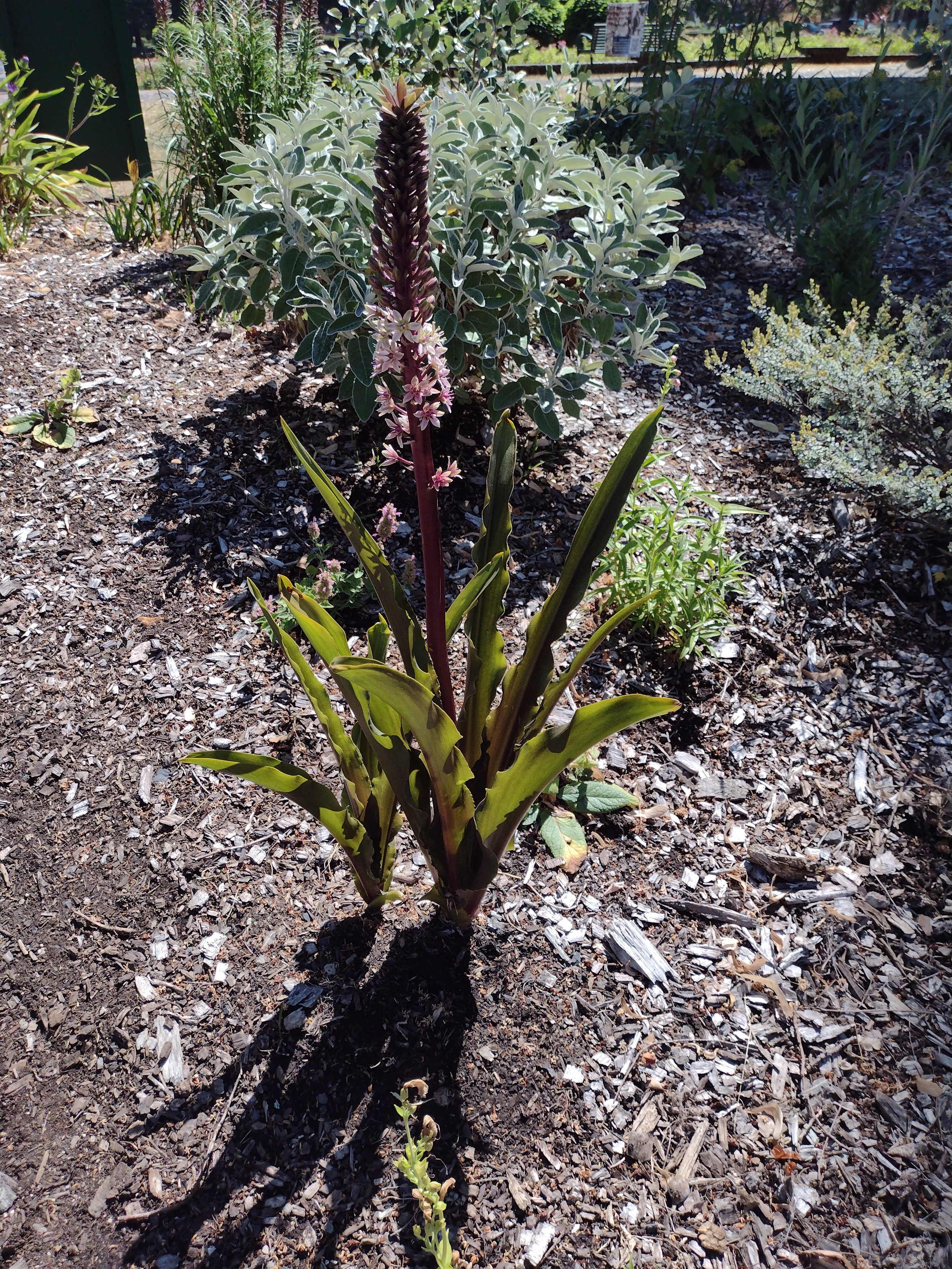 Eucomis Comosa