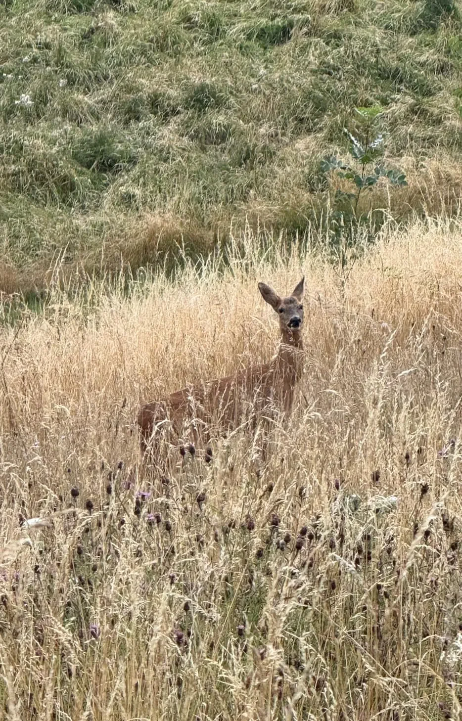 Deer in the field beside a drung leading into Monkton Combe village, Somerset