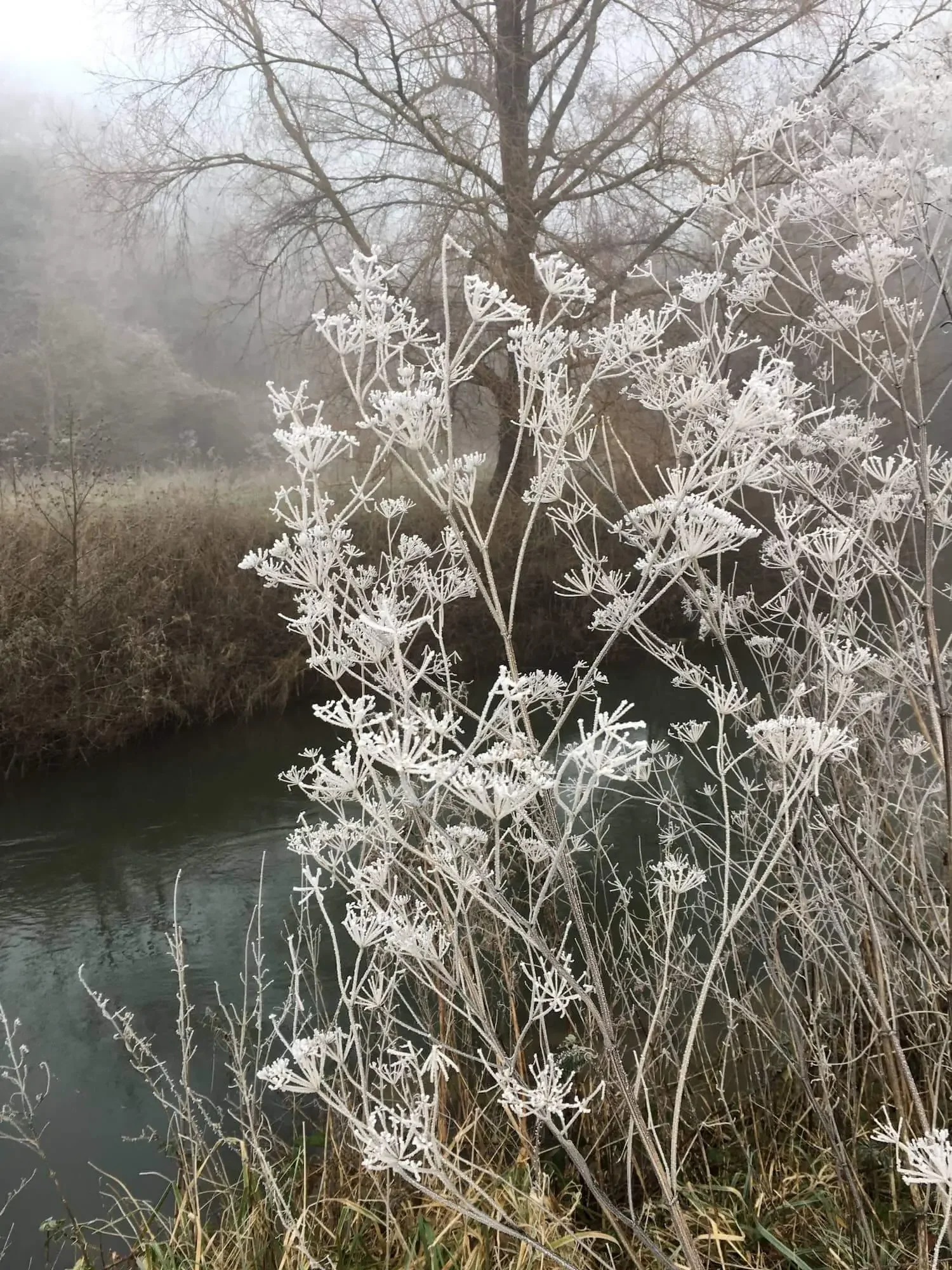Winter frost on foliage beside the Midford Brook, Monkton Combe, Somerset