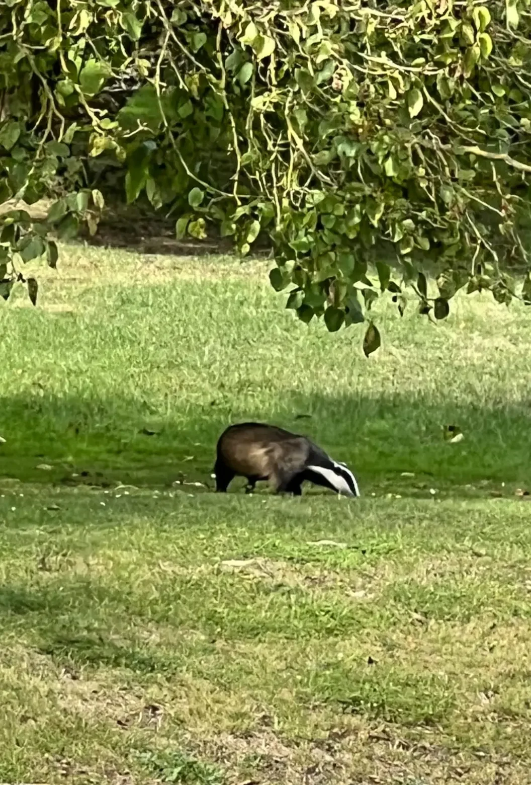 Badger in the field behind The Old Workshop holiday cottage, Monkton Combe