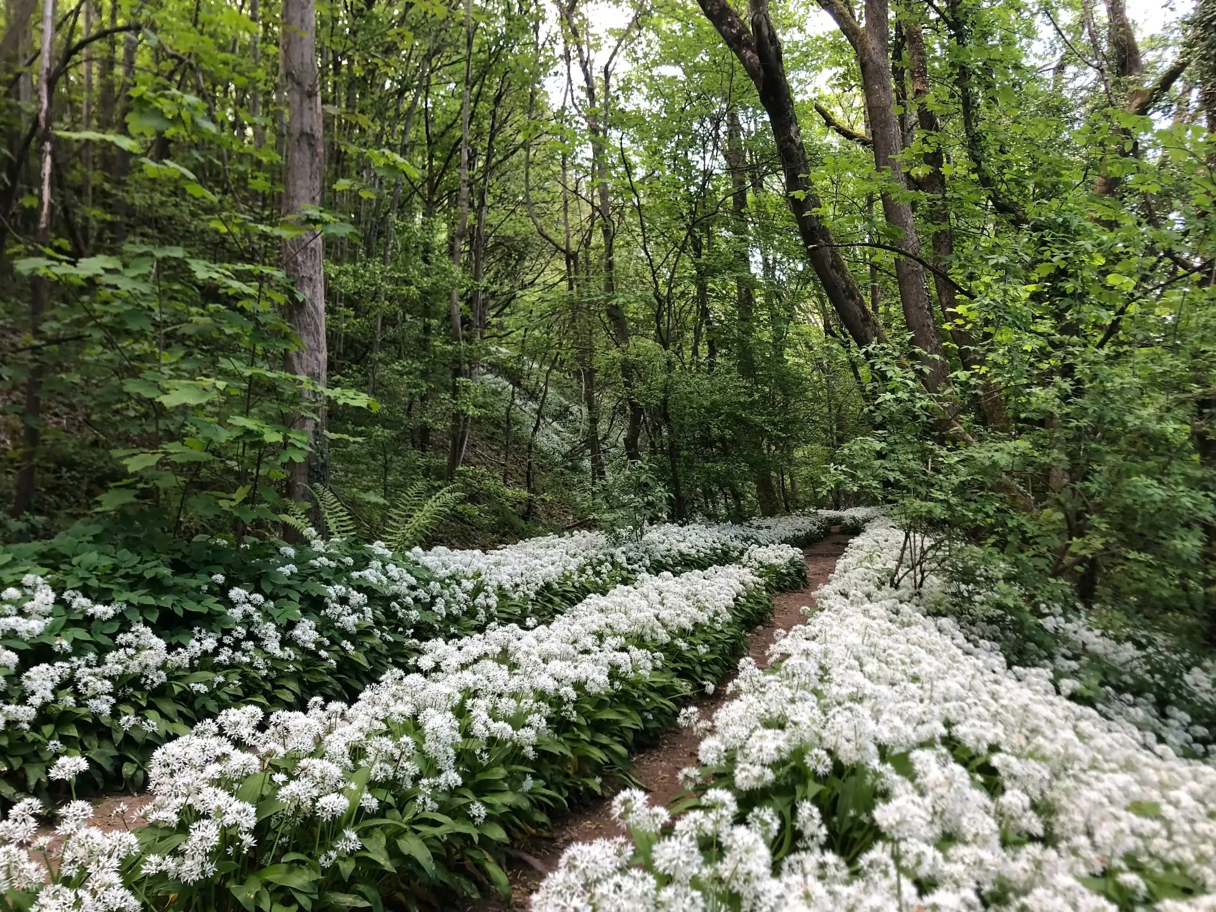 Wild garlic carpeting the woods beside Midford Brook on the old Somerset Coal Canal towpath
