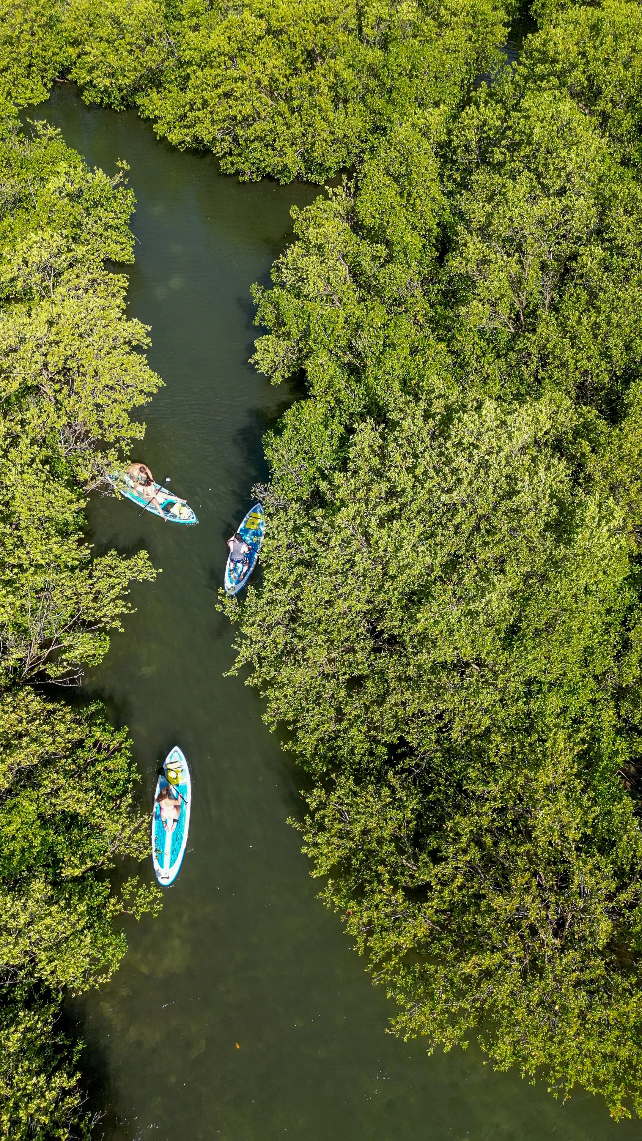 Three paddleboarders and one kayak in a narrow river surrounded by dense green trees.