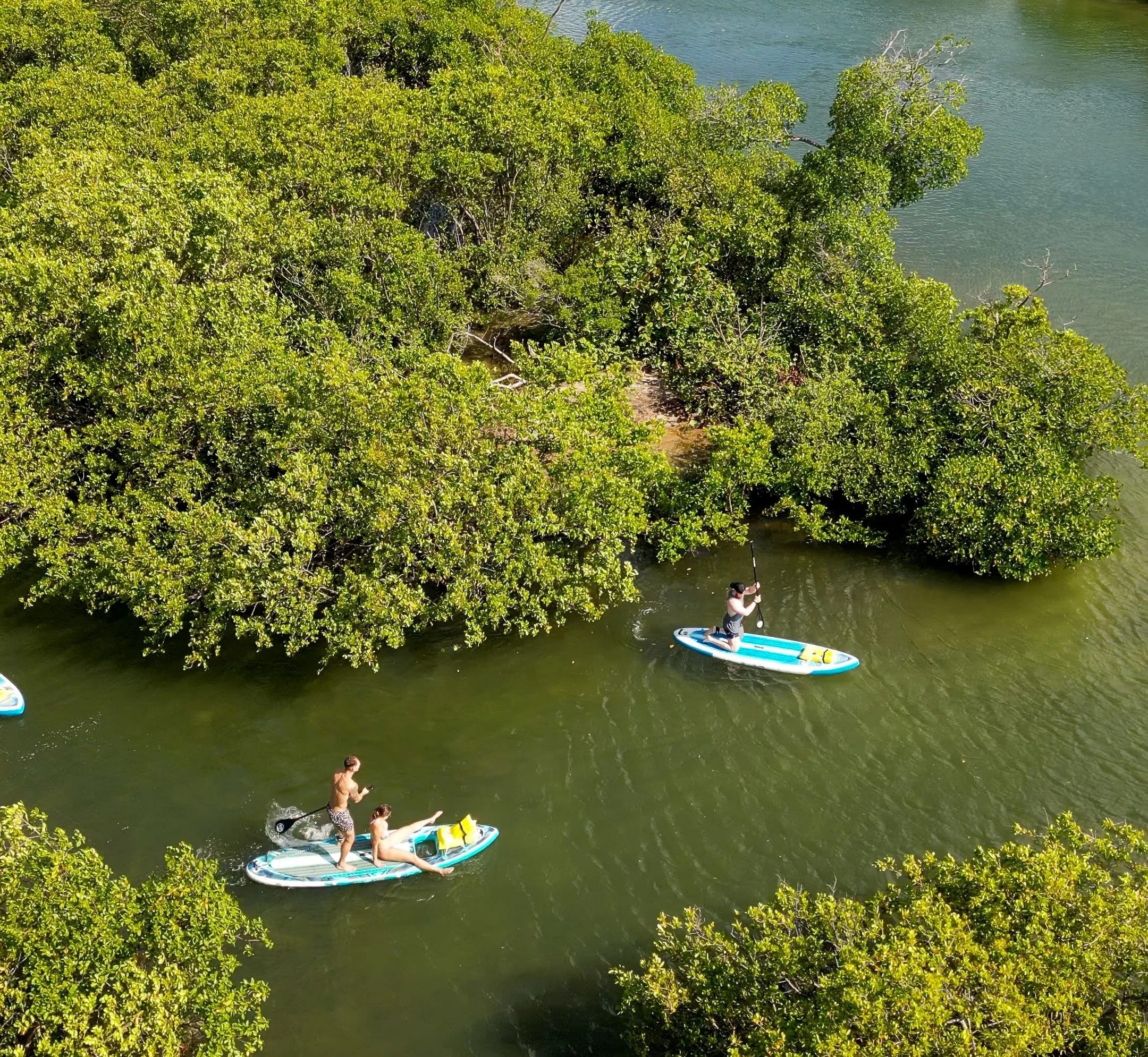 People paddleboarding on a green river surrounded by dense vegetation.
