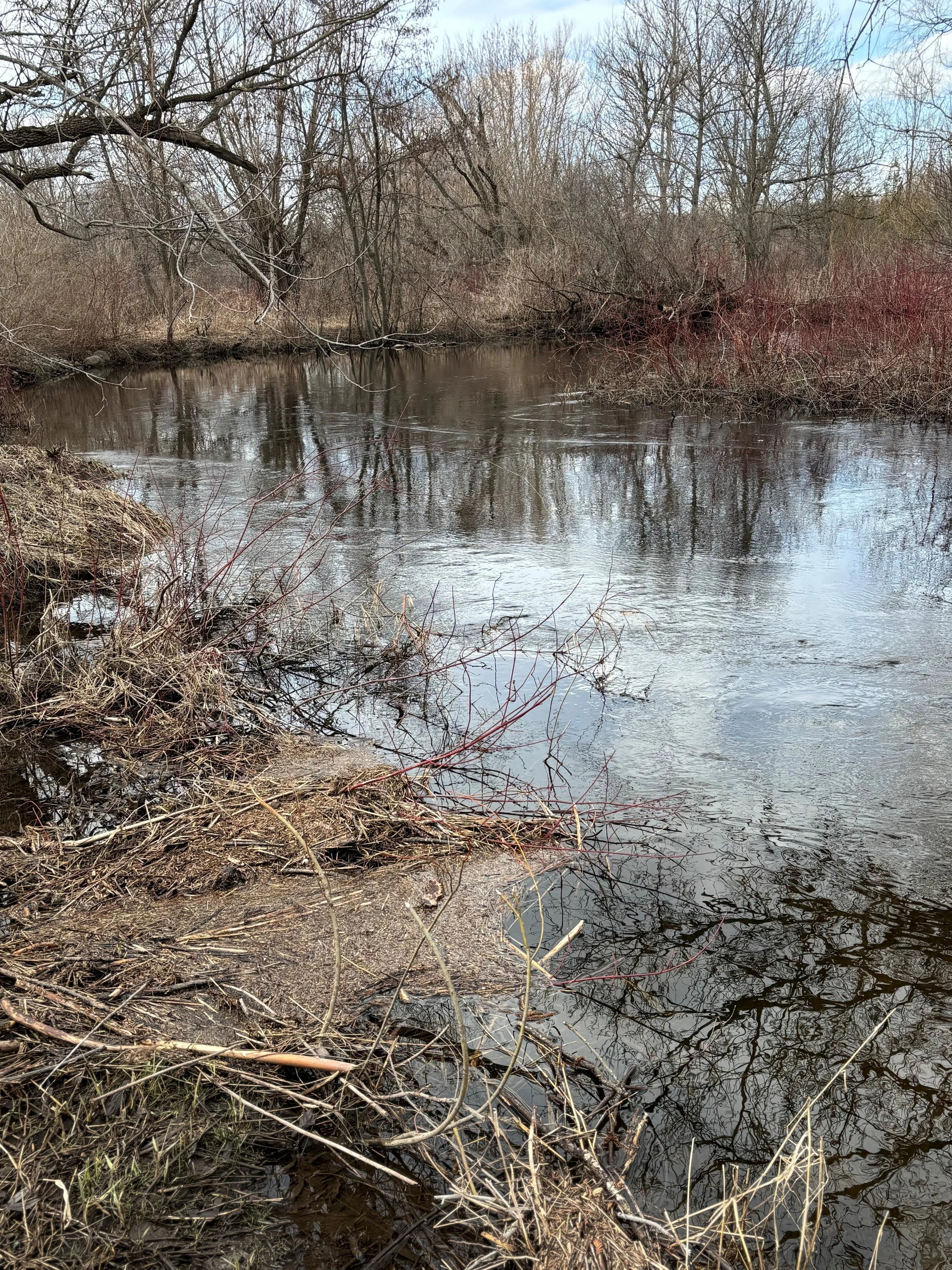 Nature Therapy Near Me